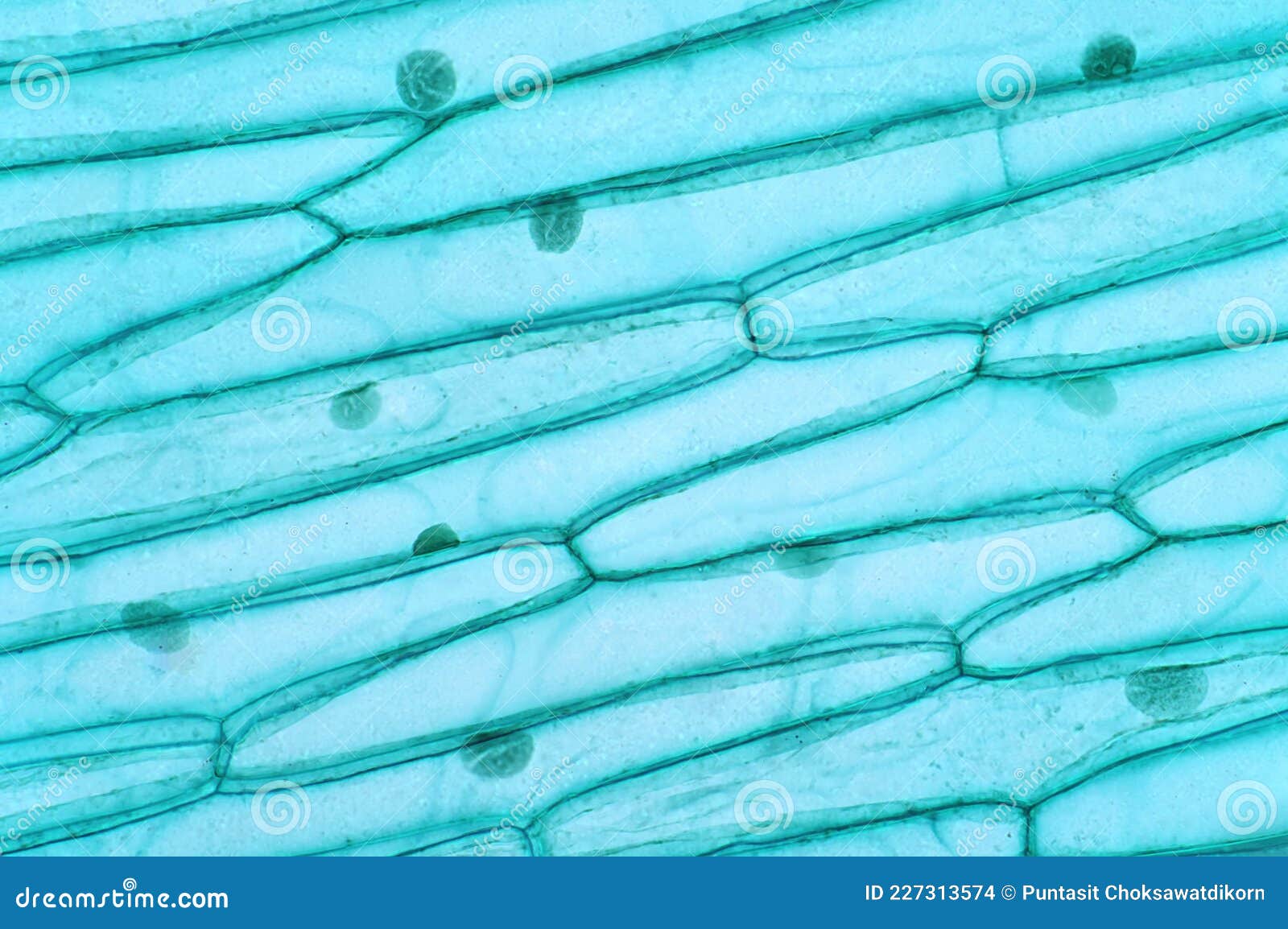 vores Atlas Midlertidig Plant Cells Under the Light Microscope View Stock Photo - Image of  chloroplast, cell: 227313574