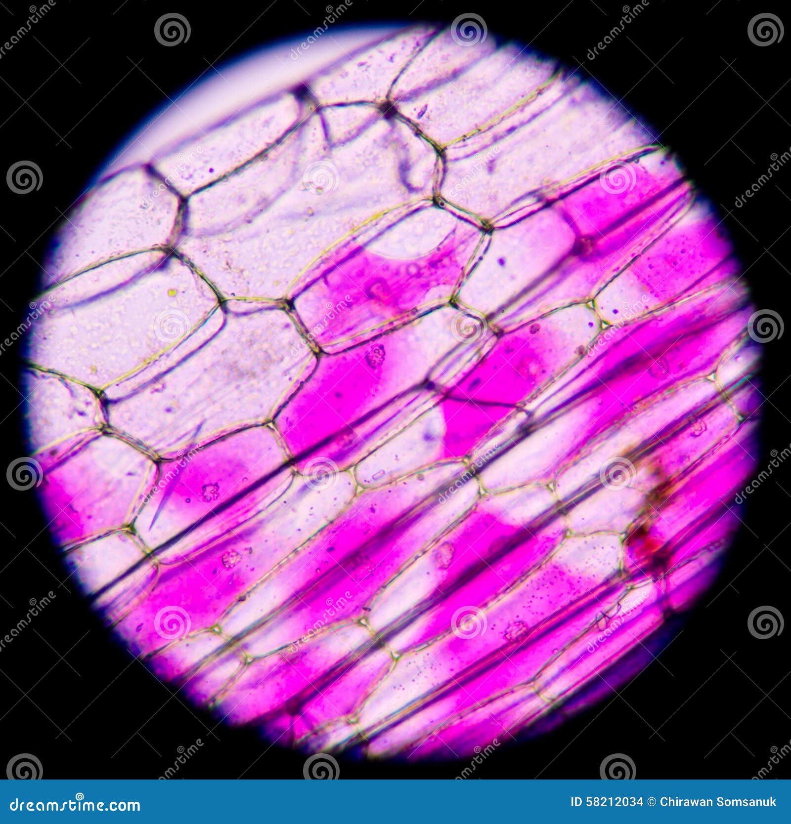 real plant cell under microscope labelled