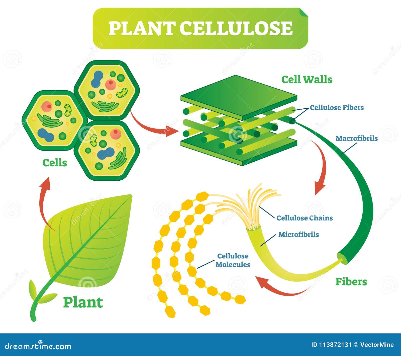 Plant Cellulose Biology Vector Illustration Diagram  Stock