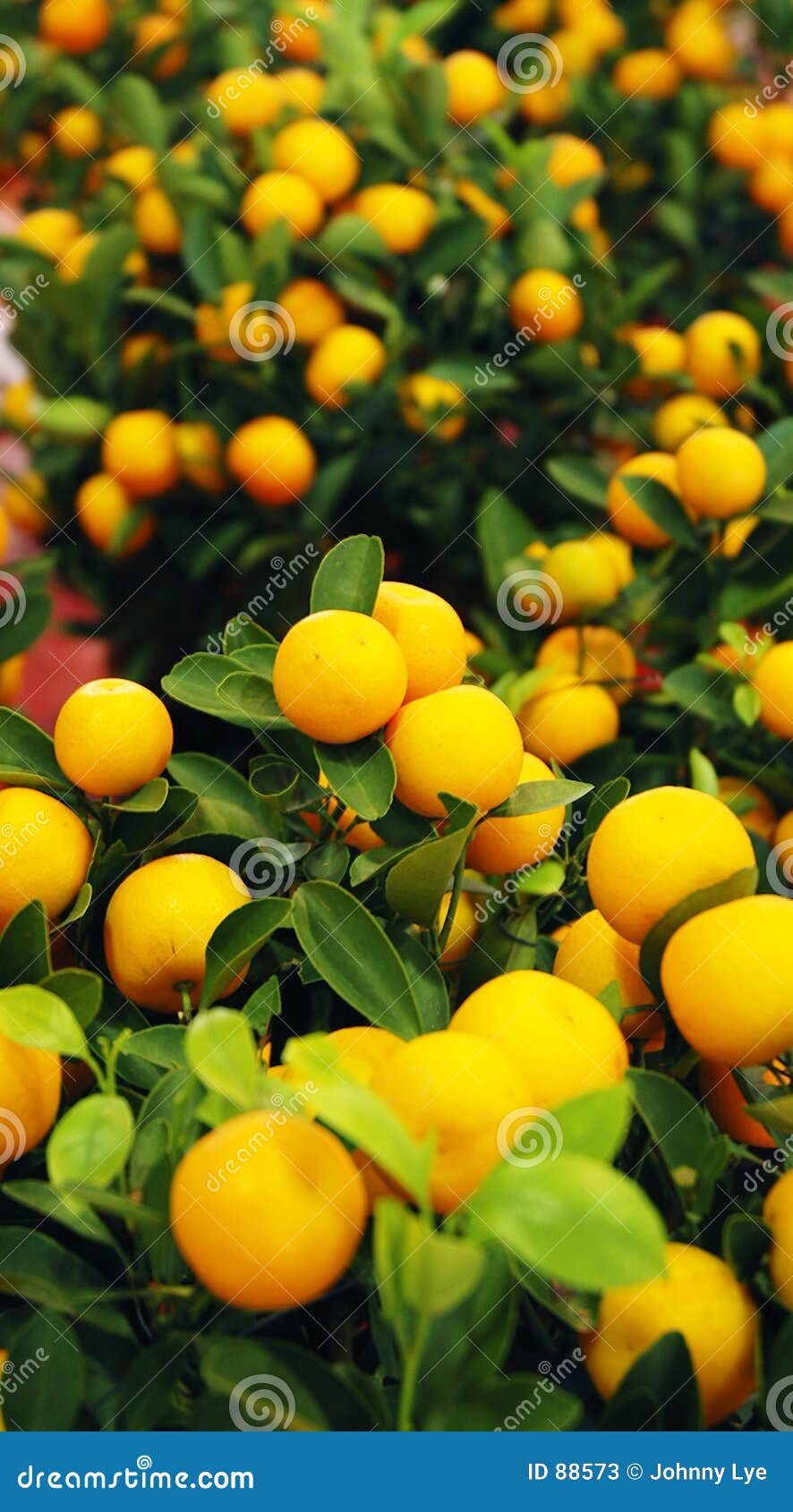 Plant during Chinese New Year Stock Image Image of trees, orchard 88573