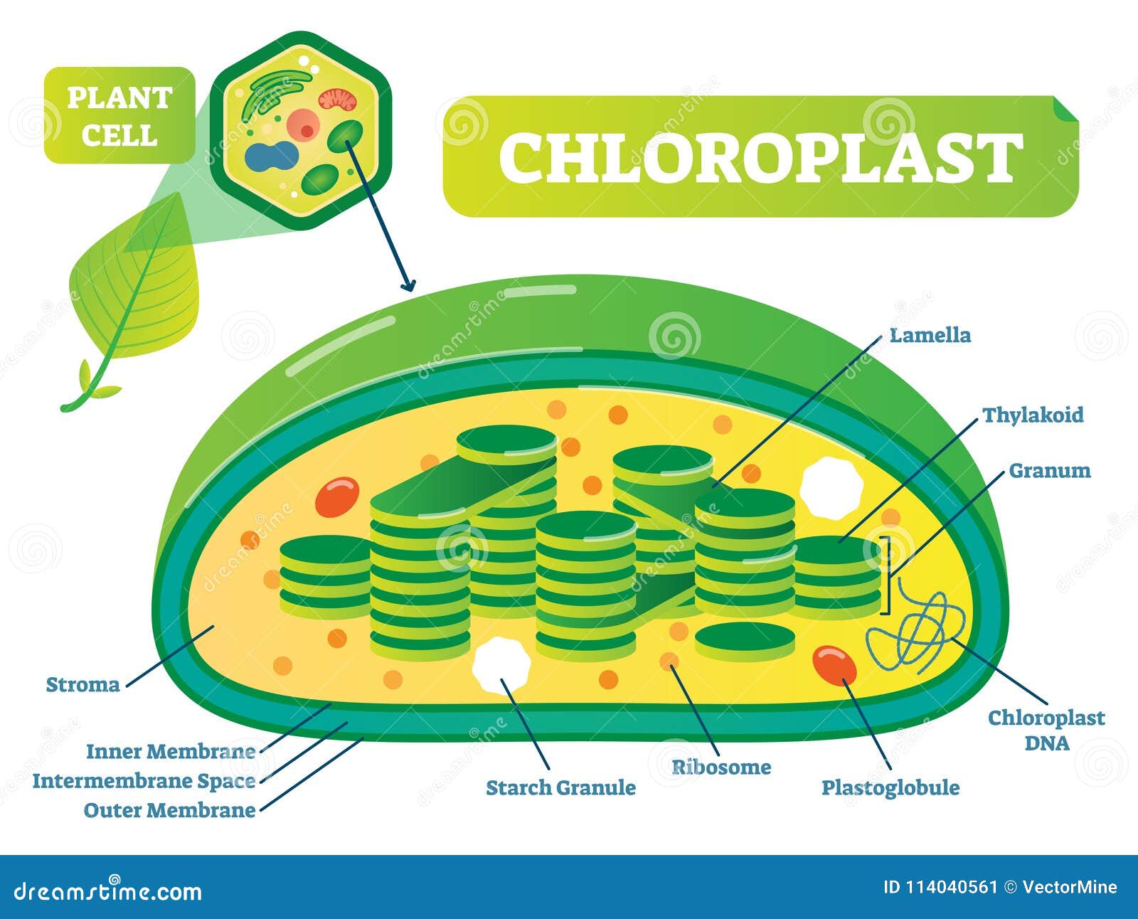 Plant Chloroplast Chemical Biology Vector Illustration Cross Section ...