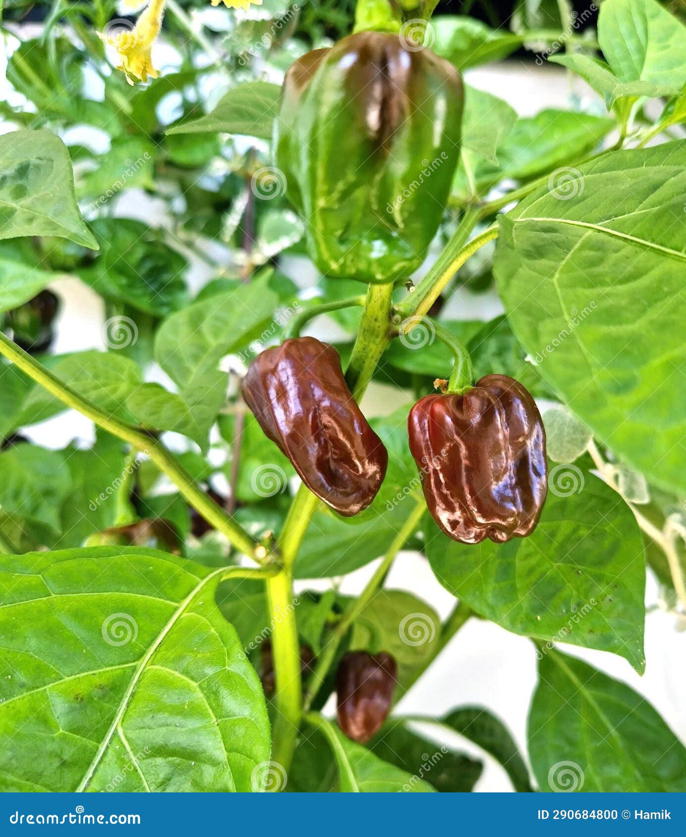 a plant with chocolate habanero peppers (capsicum chinense