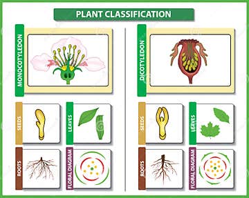 Plant Classification. Monocots Vs Dicots - Difference and Comparison ...