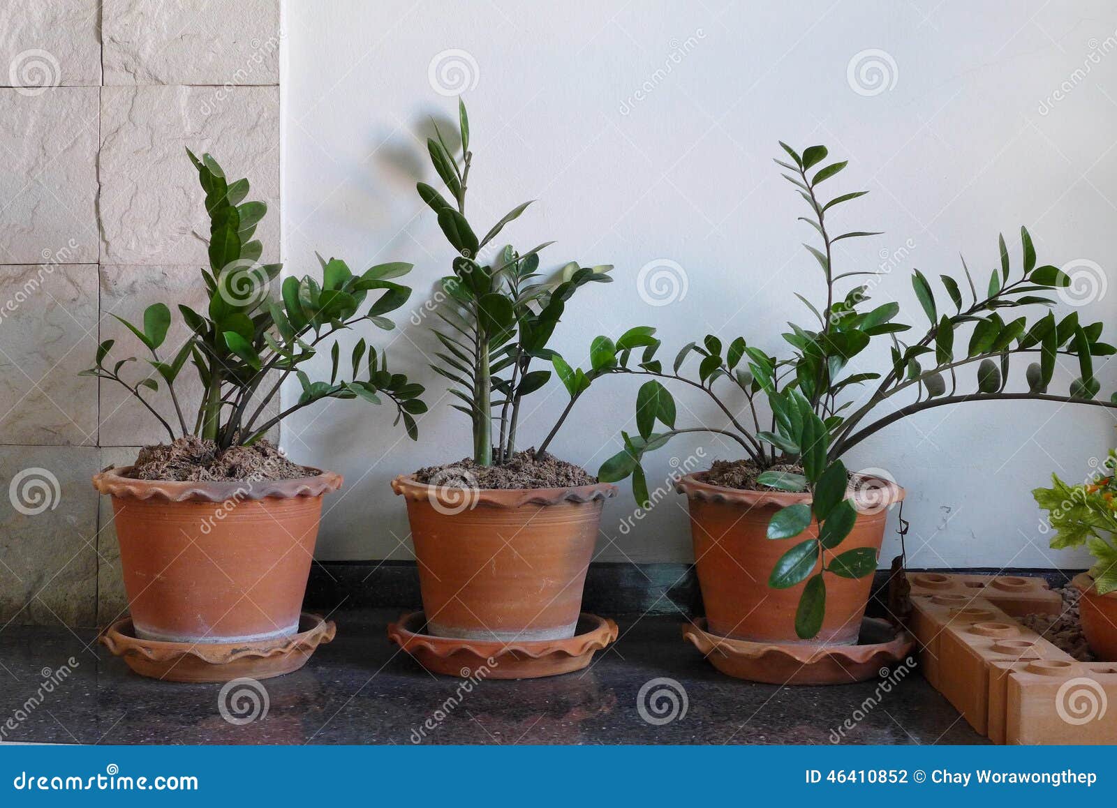 Plant in clay pots stock photo. Image of house, blossom 46410852