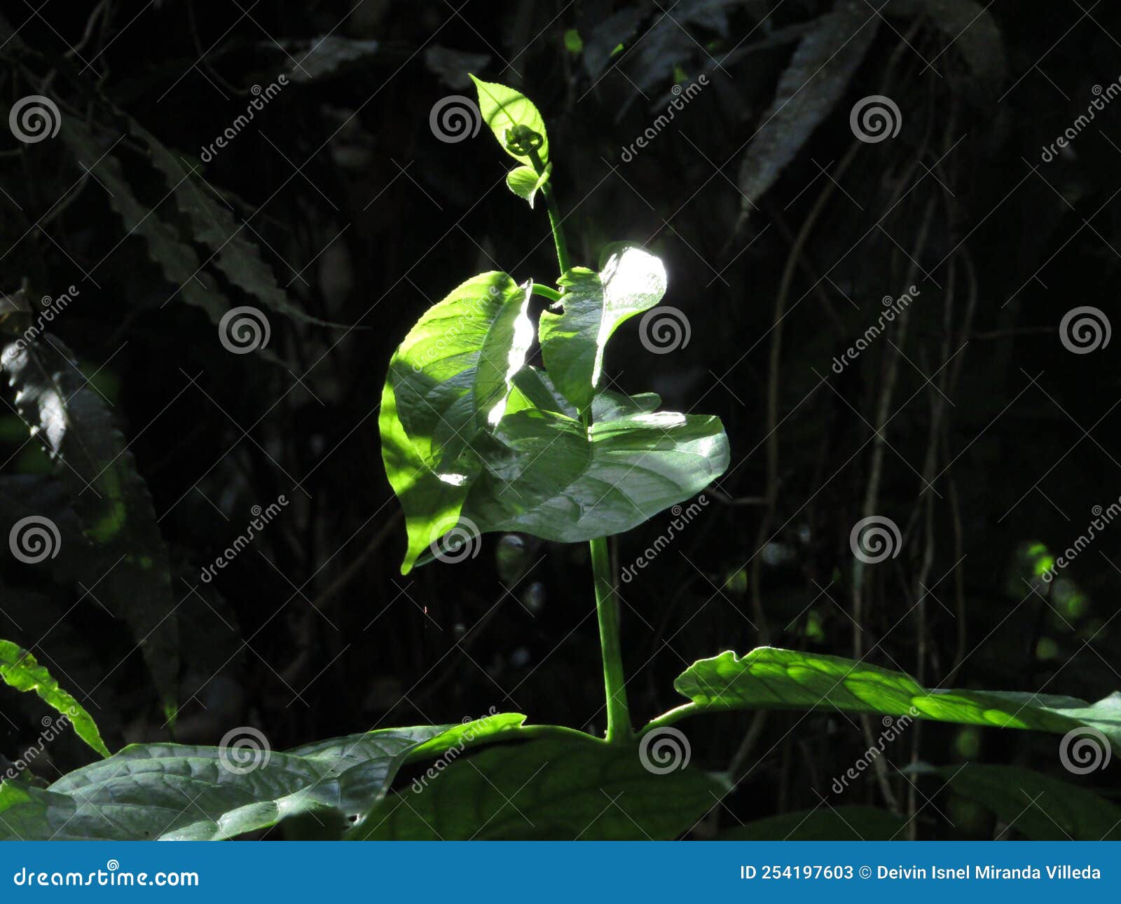 PLANT in the CLOUD FOREST HONDUREÃ‘O Stock Image - Image of leaf ...