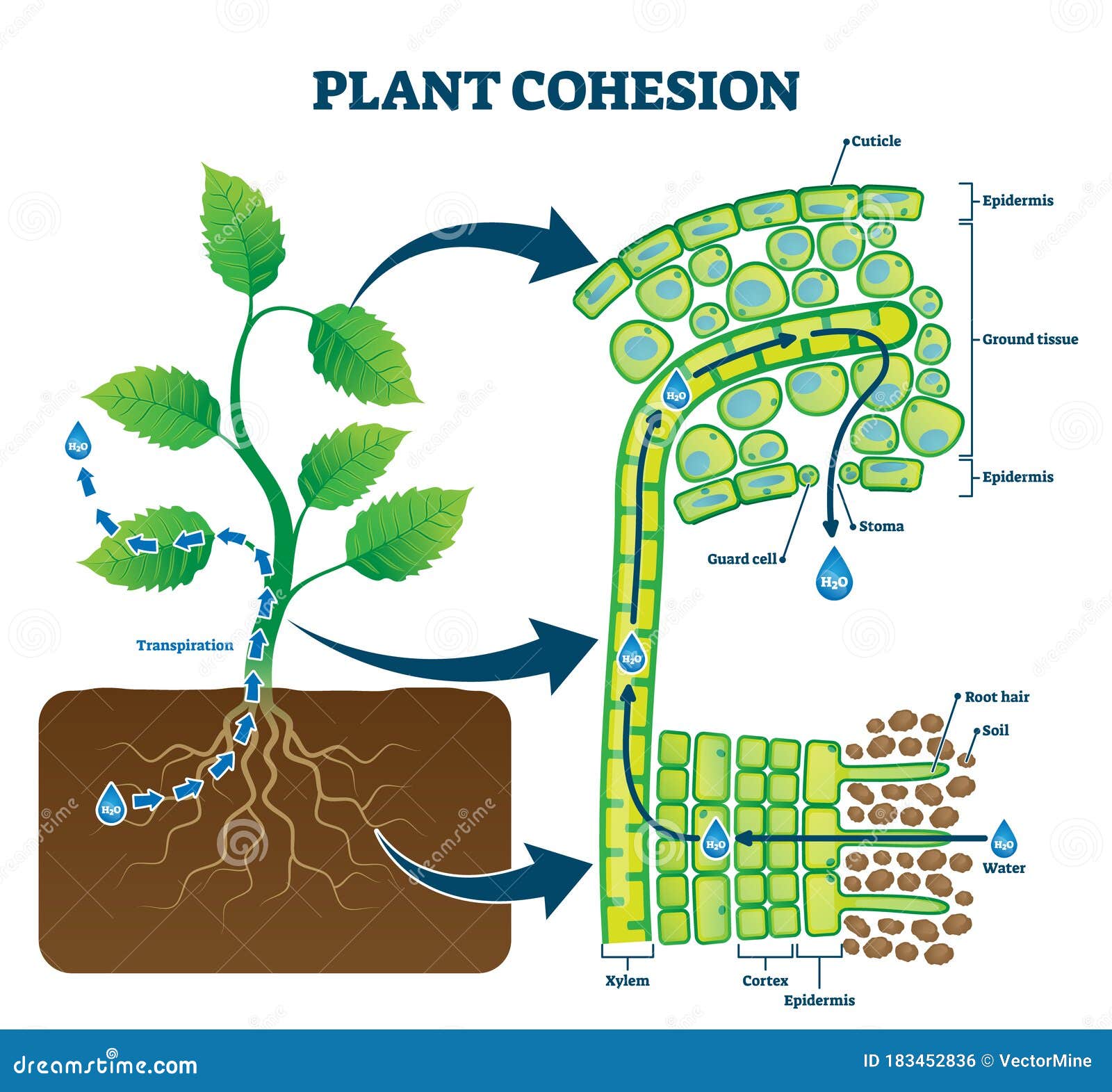 plant cohesion  . labeled water upward motion explanation