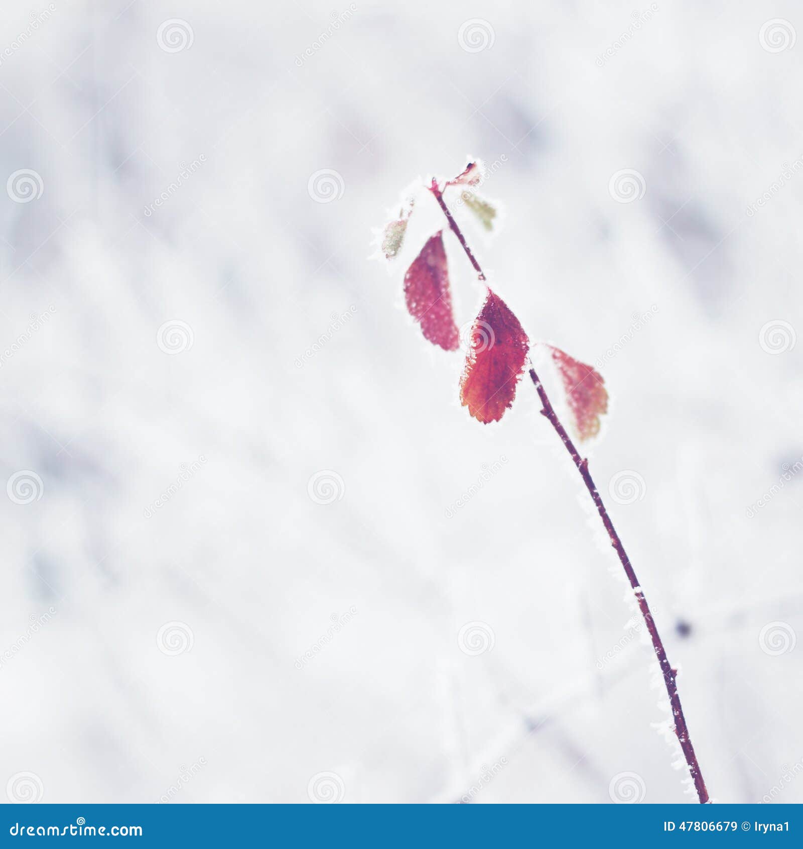 Red leaves of the plant covered with frost