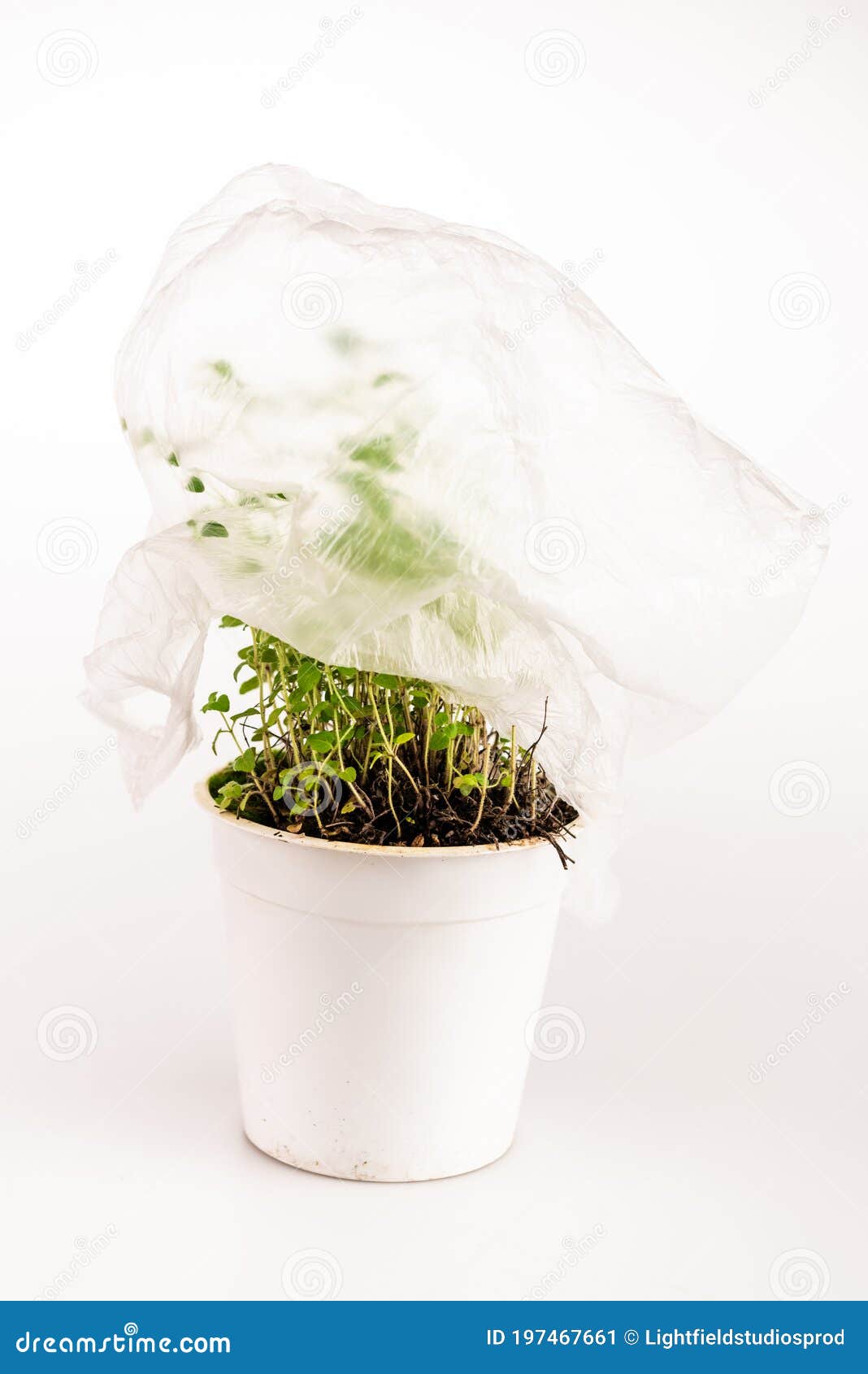 Plant Covered with Plastic Bag on Stock Image Image of objects