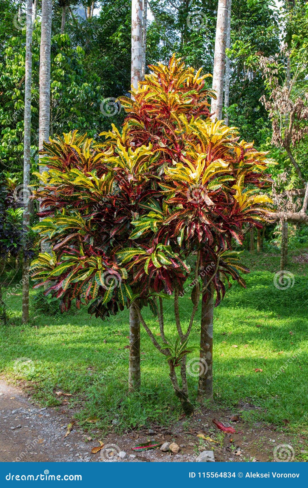 download croton seadiver download croton seadiver