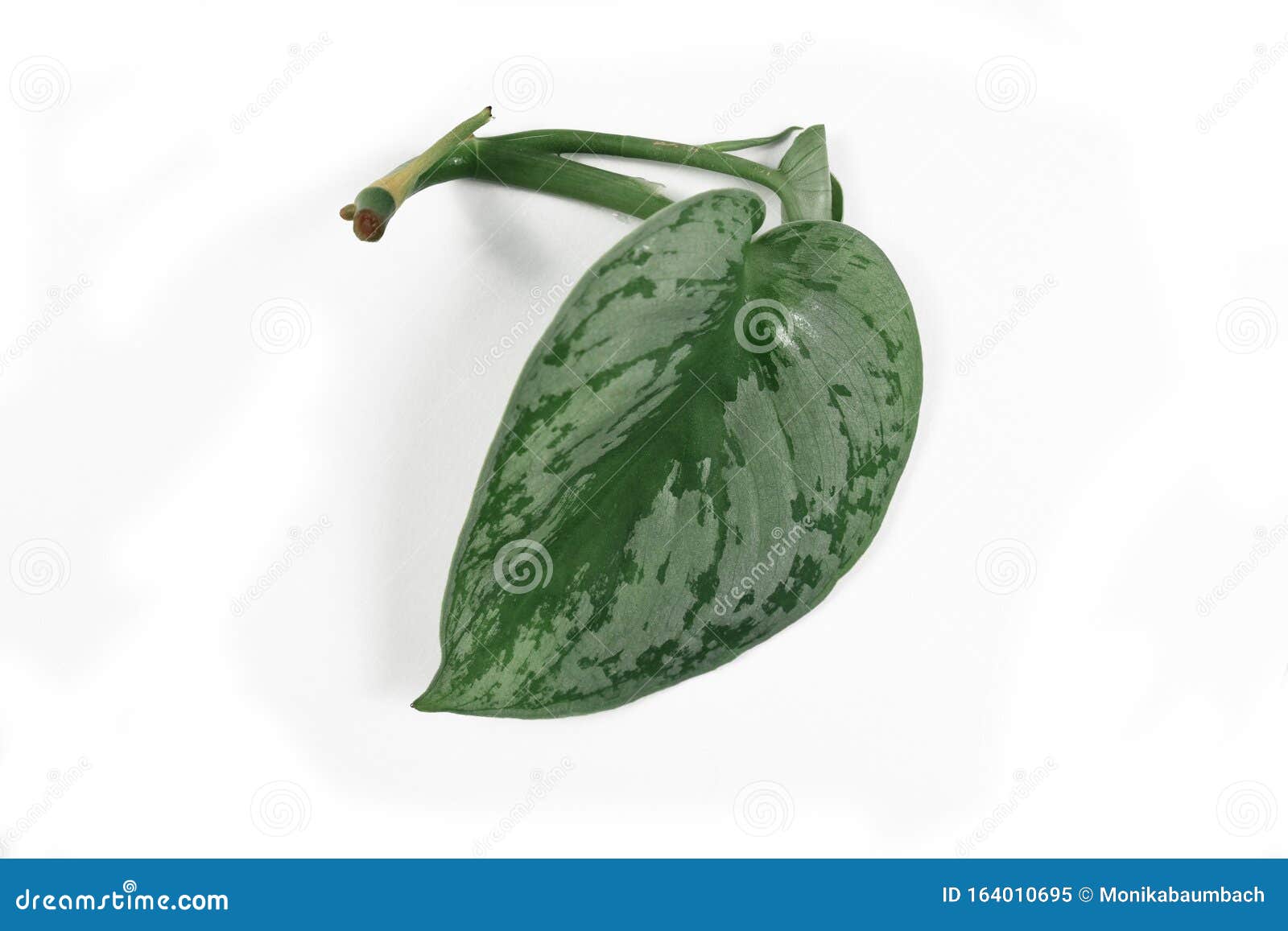 plant cutting with stem and single leaf of a tropical `scindapsus pictus exotica` pothos houseplant with satin texture