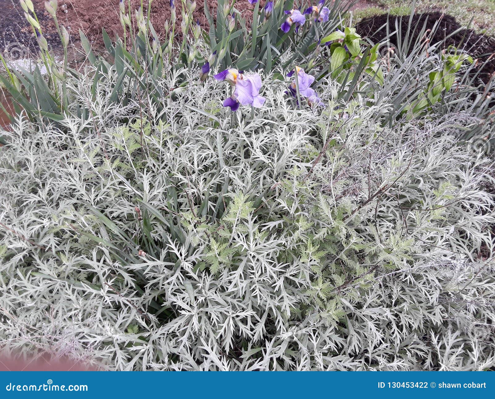 Plant stock photo. Image of capital, plant, vacation 130453422