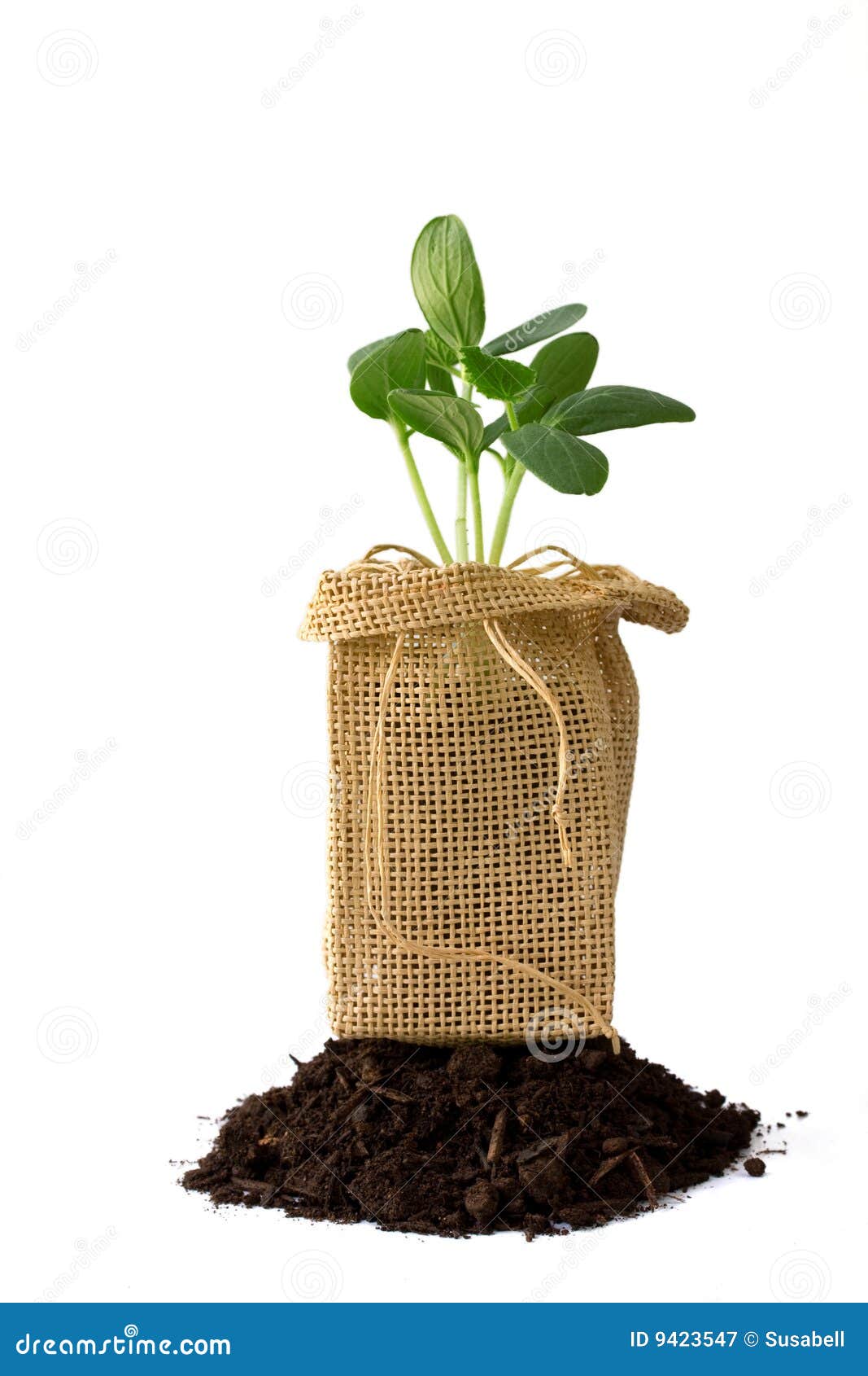 Plant and dirt stock image. Image of isolated, grow, gardening 9423547