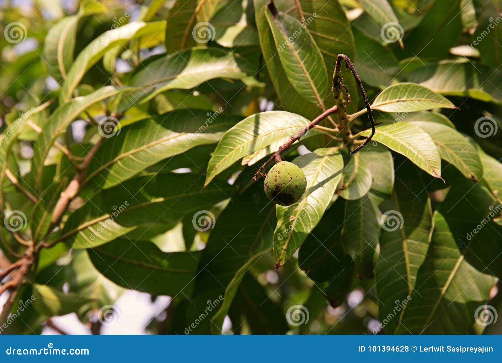 Plant Disease, Anthracnose on Mango Fruit Stock Photo Image of