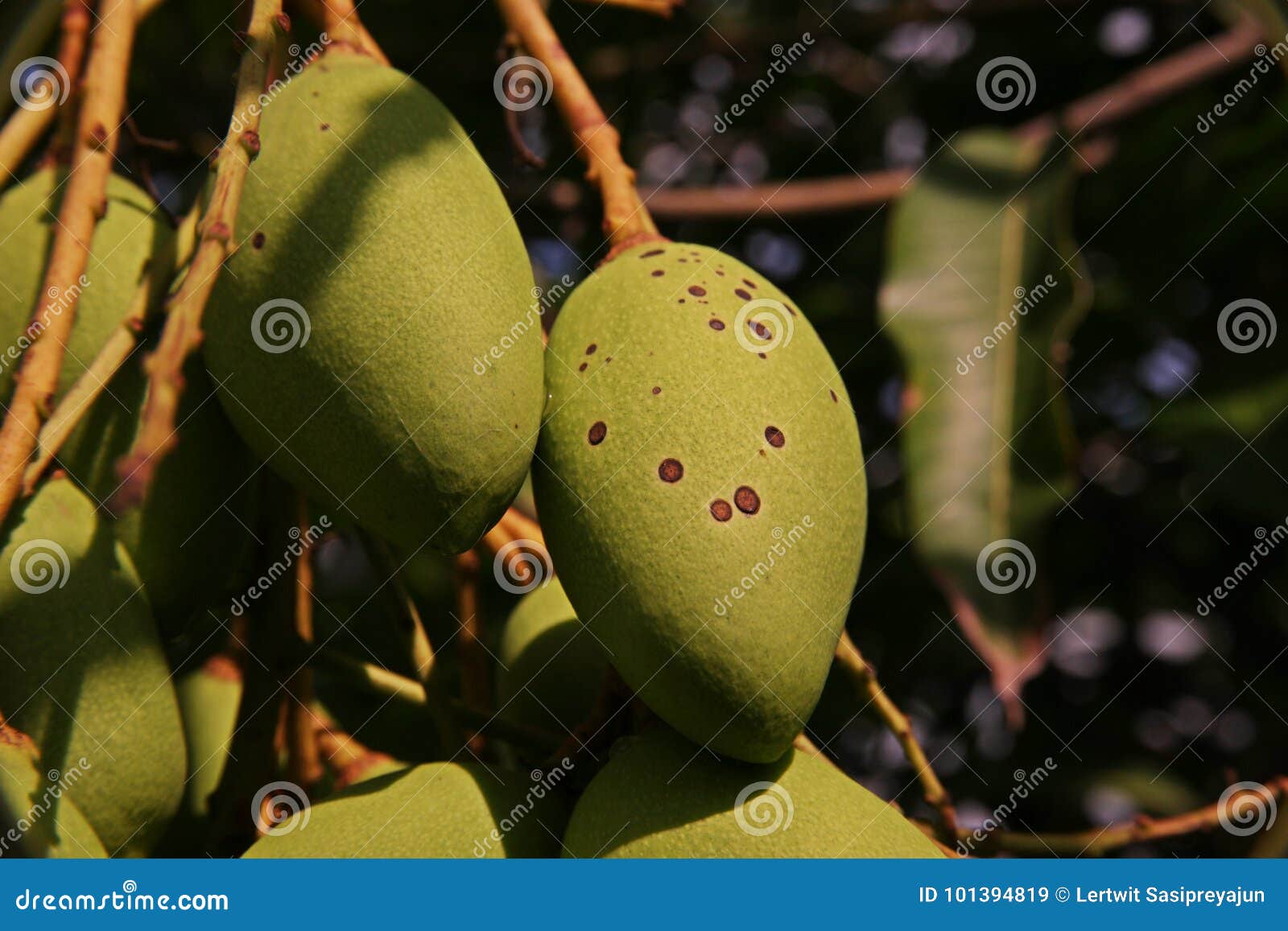Plant Disease, Anthracnose on Mango Fruit Stock Image Image of food