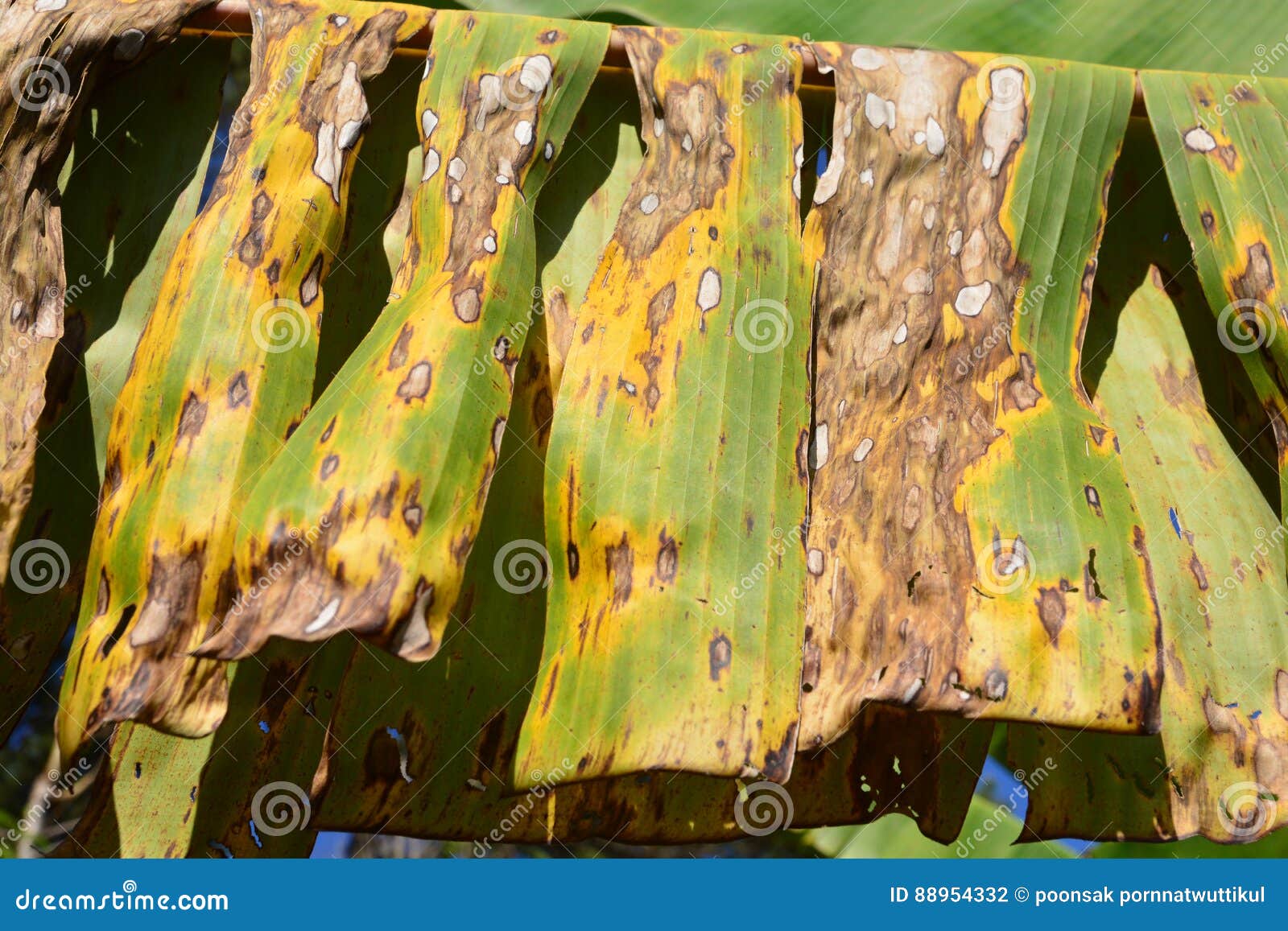 Plant Disease on a Banana Leaf Stock Photo Image of malady, green