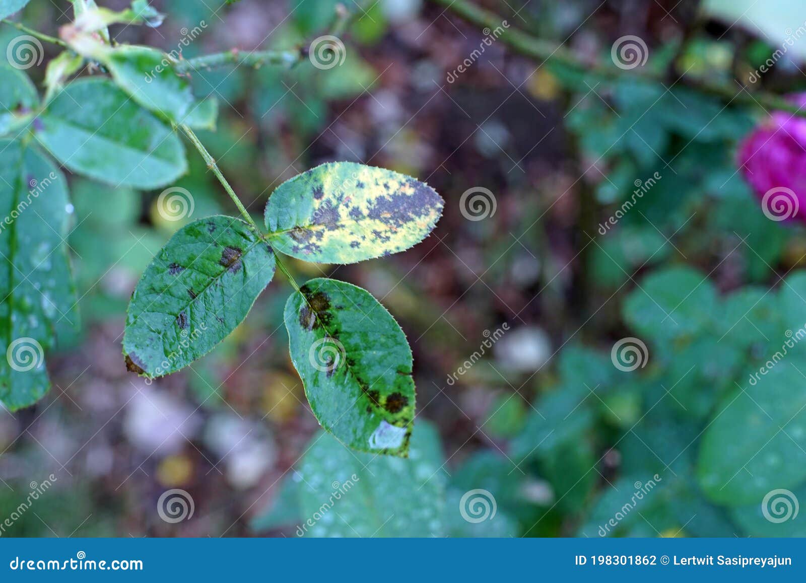Symptoms Of Rose Leaves Turning Yellow Stock Photo CartoonDealer symptoms-of-rose-leaves-turning-yellow-stock-photo-cartoondealer