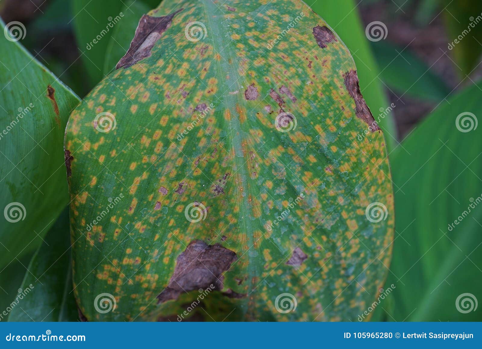 Plant Disease Causes by Fungi on Flower Plant Leaves `canna Flower` Stock  Photo - Image of beauty, canna: 105965280