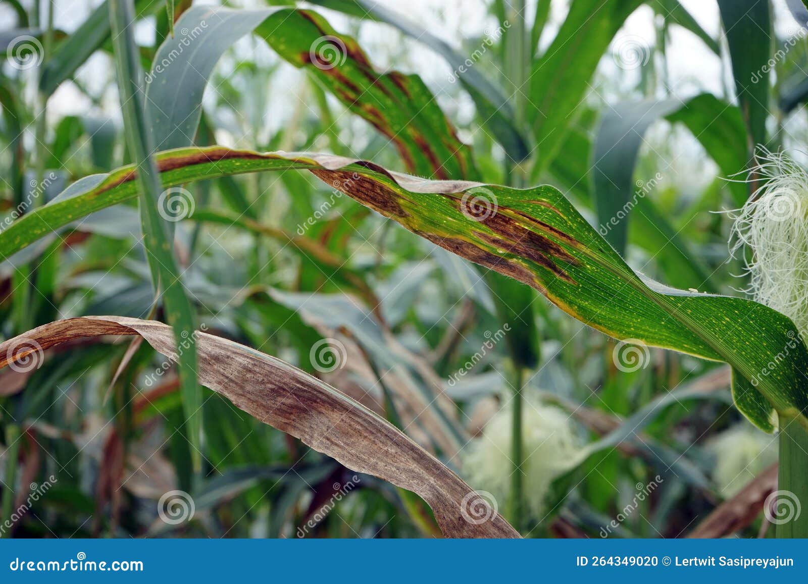 Plant Disease, Corn Leaf Blight from Fungus Stock Photo Image of
