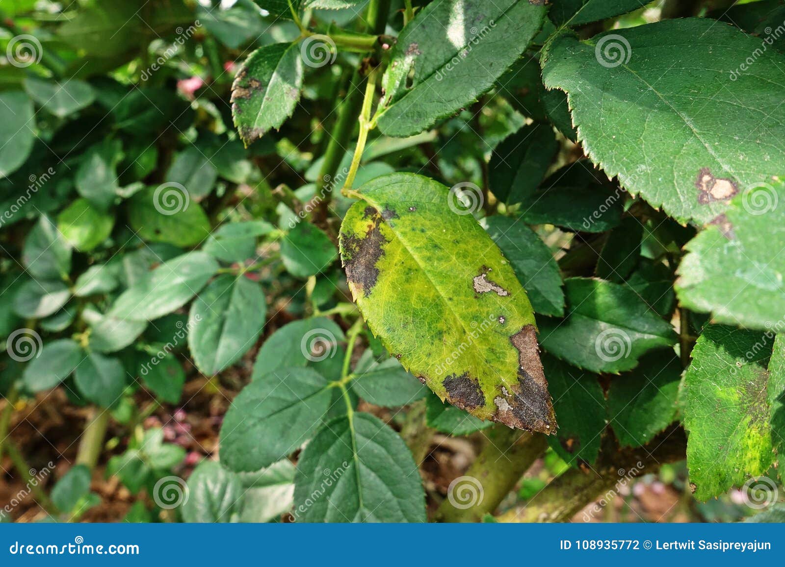 Plant Disease, Fungal Leaves Spot, Leaves Blight Disease on Roses