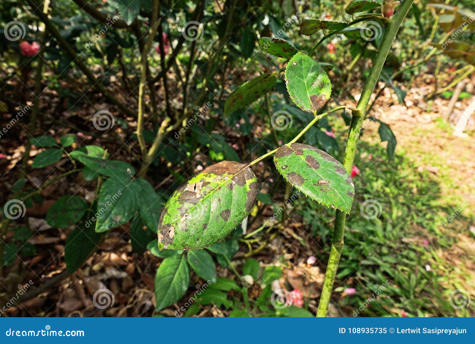 Plant Disease, Fungal Leaves Spot Disease On Roses Causes The Damage On ...