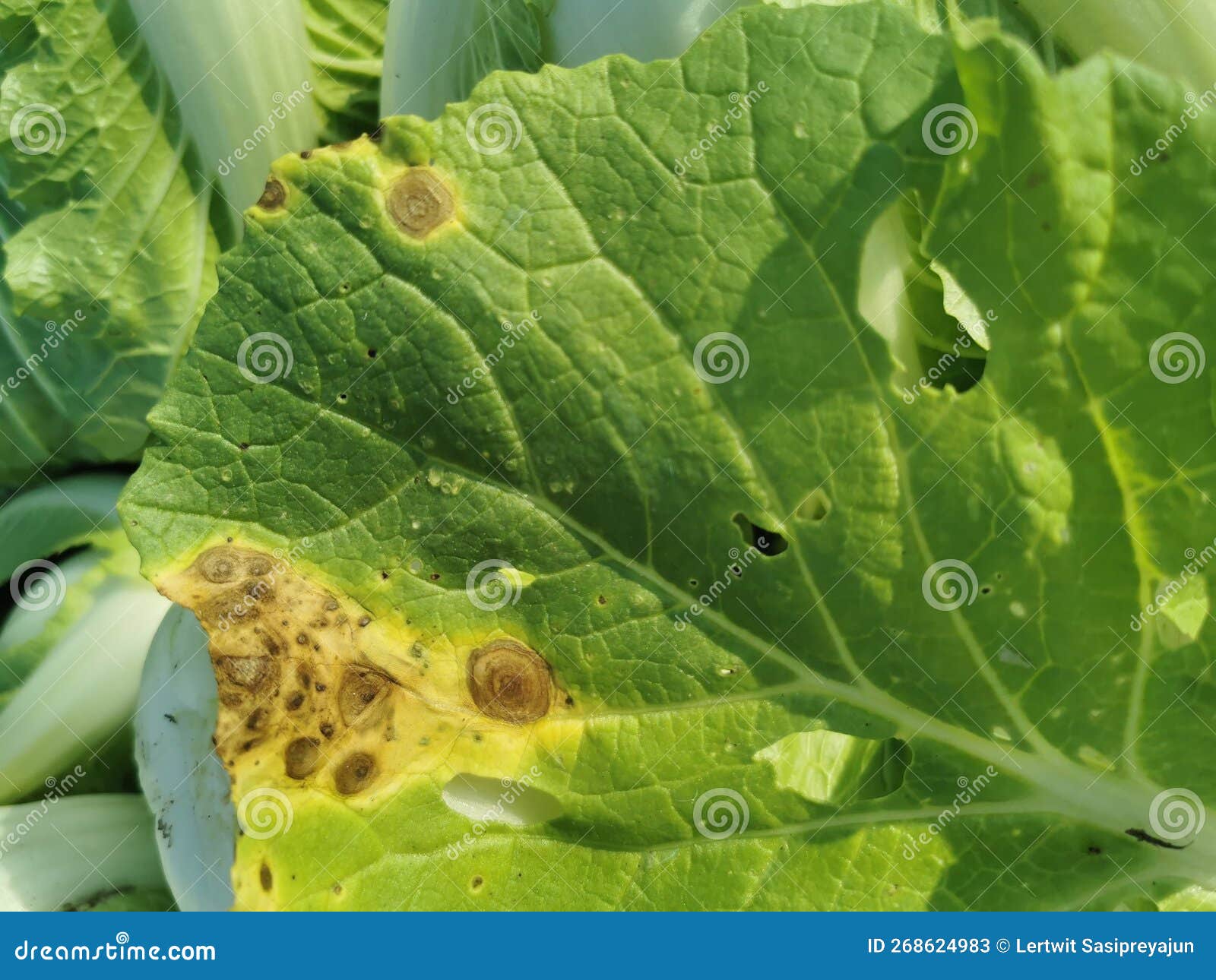 Plant Disease, Leaf Spot on Vegetable Leaf Stock Image Image of
