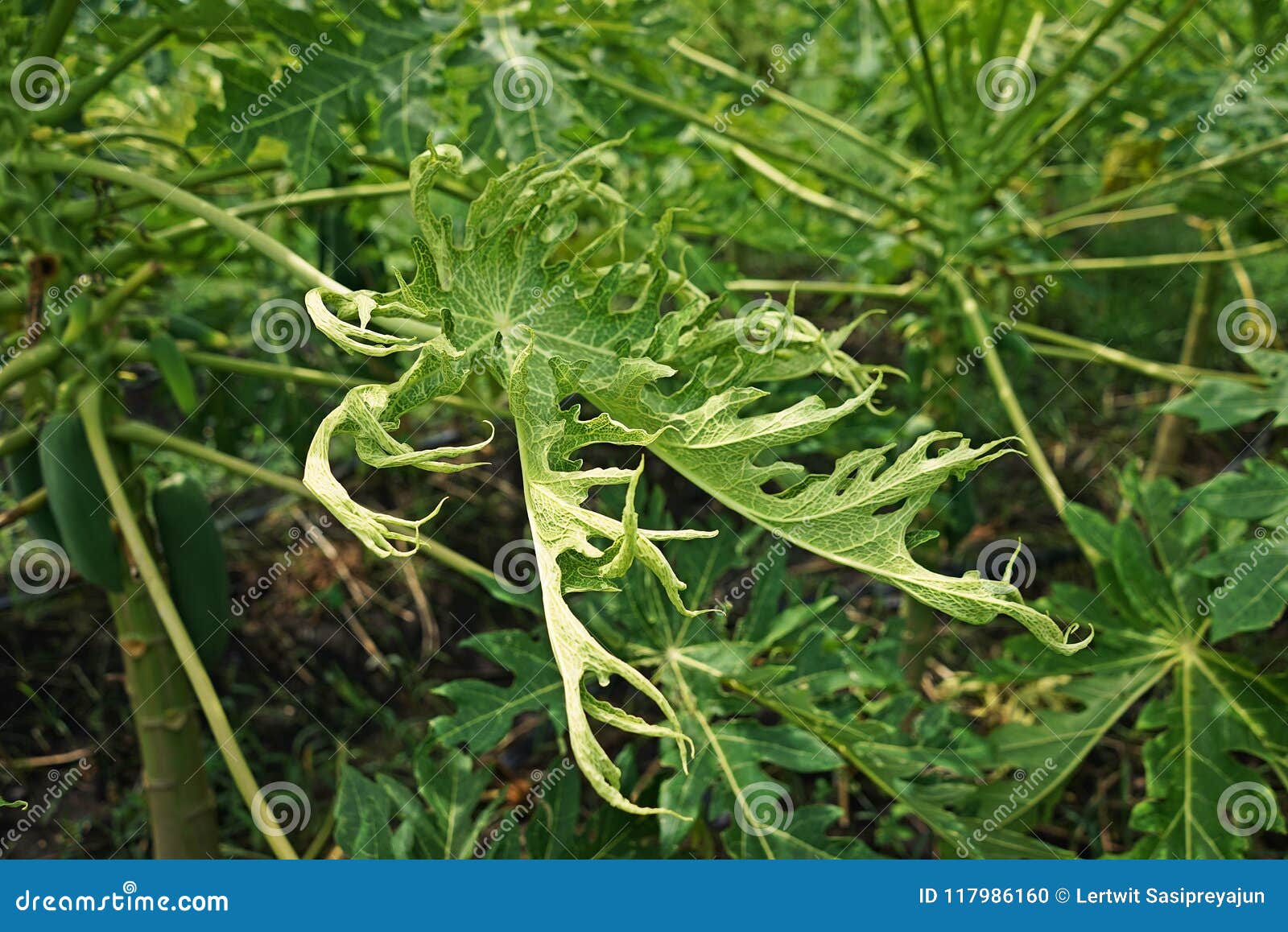 Banket eigenaar Inzet Plant Disease, Papaya Ring Spot Virus in Production Field Stock Photo - Image of leaves, fruits: 117986160 Banket eigenaar Inzet Plant Disease, Papaya Ring Spot Virus in Production Field Stock Photo - Image of leaves, fruits: 117986160