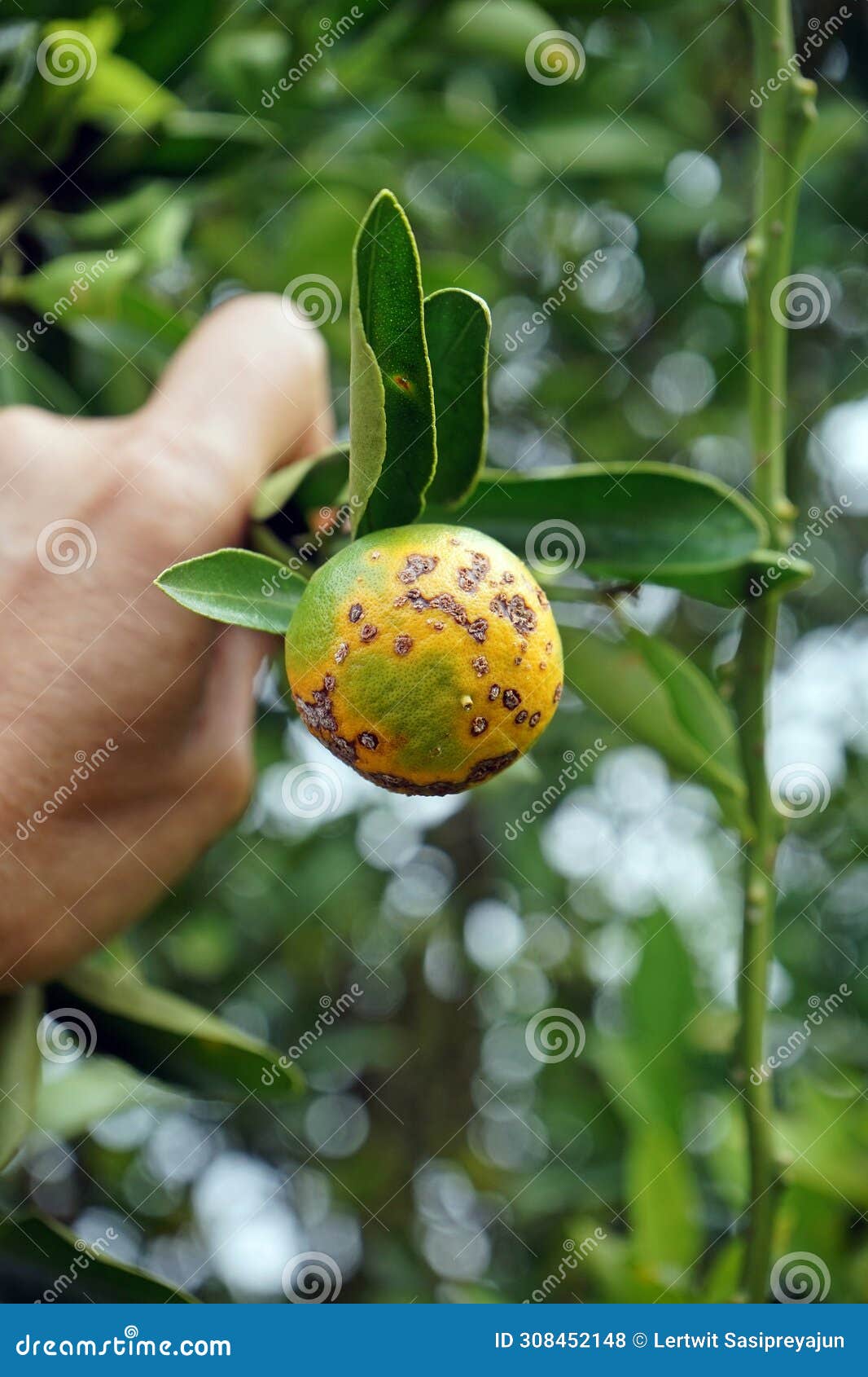 Plant Disease Symptom on Citrus Fruit Stock Photo Image of flower