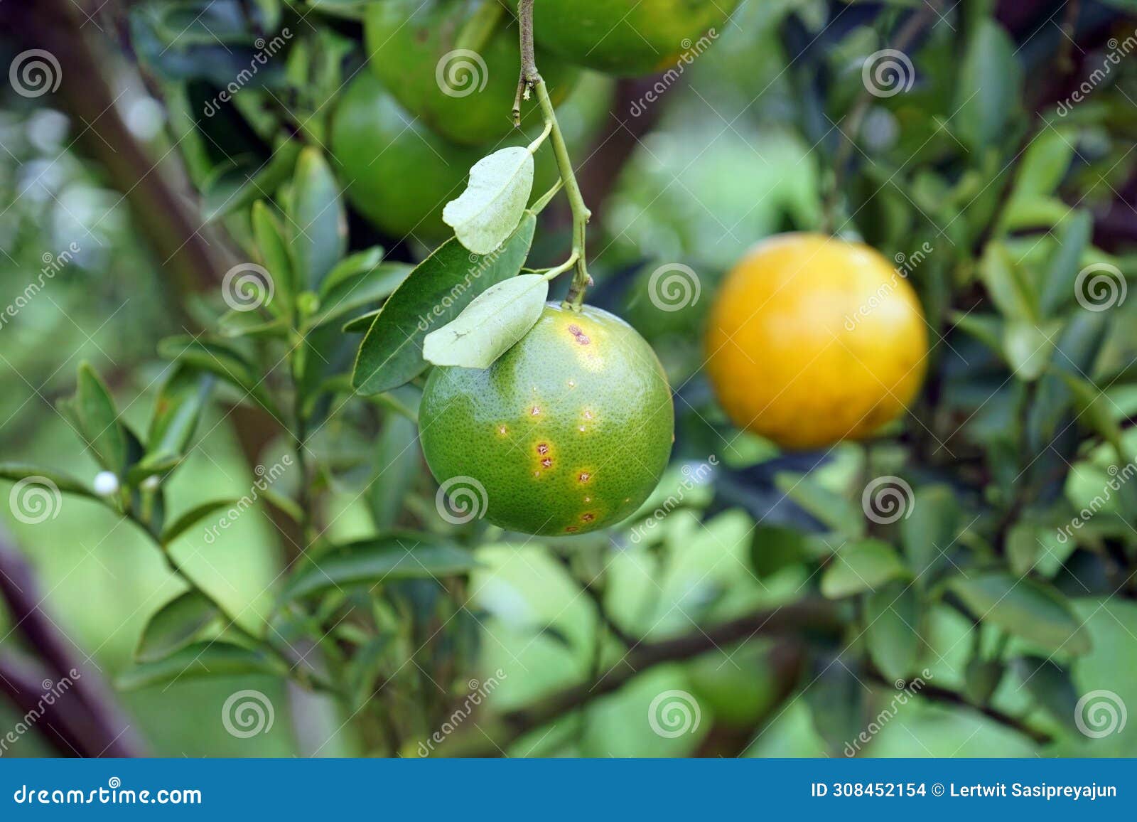 Plant Disease Symptom on Citrus Fruit Stock Photo Image of tree