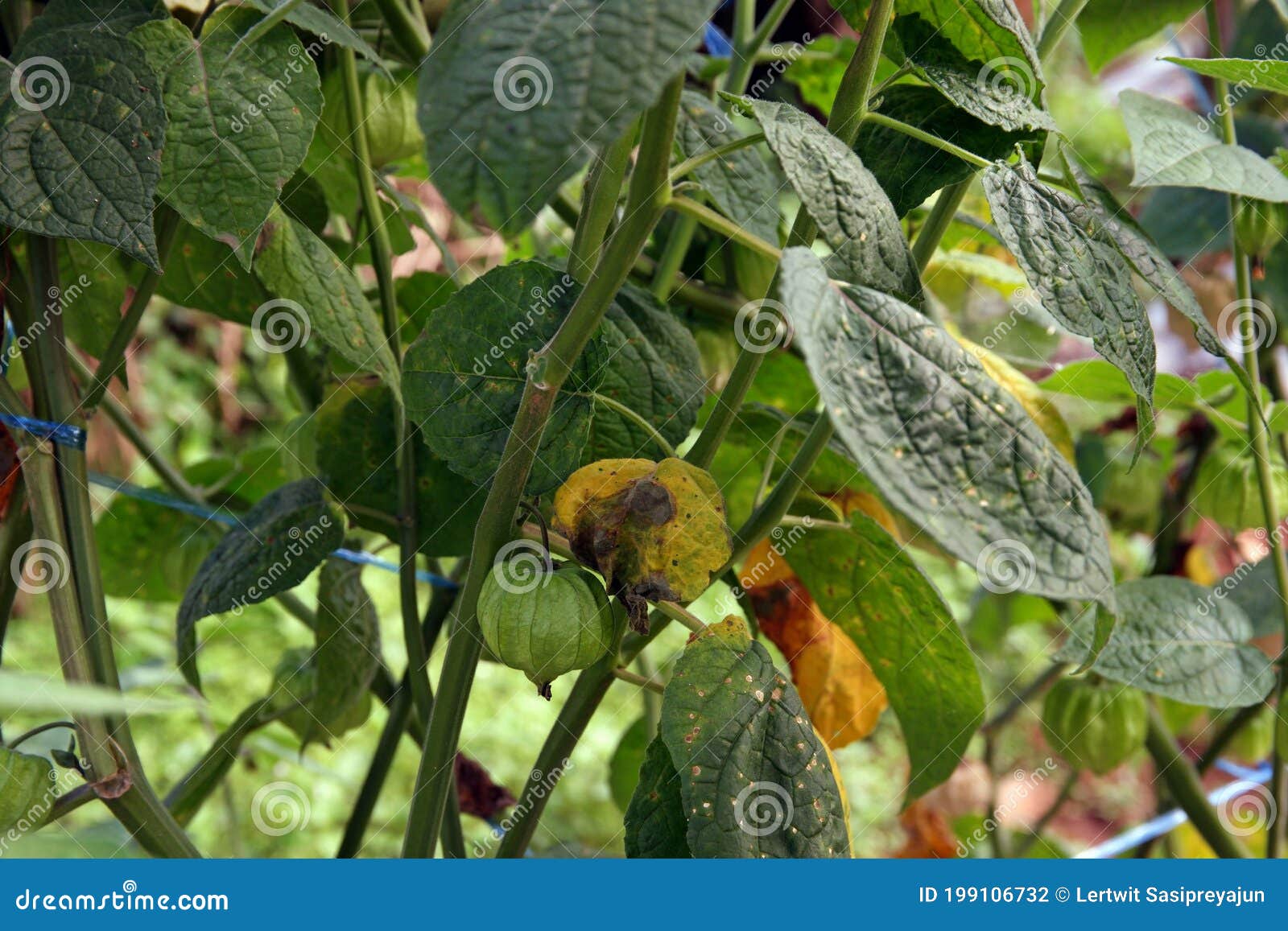 Gooseberry Disease. American Gooseberry Mildew. Leaves Infected Oidium ...