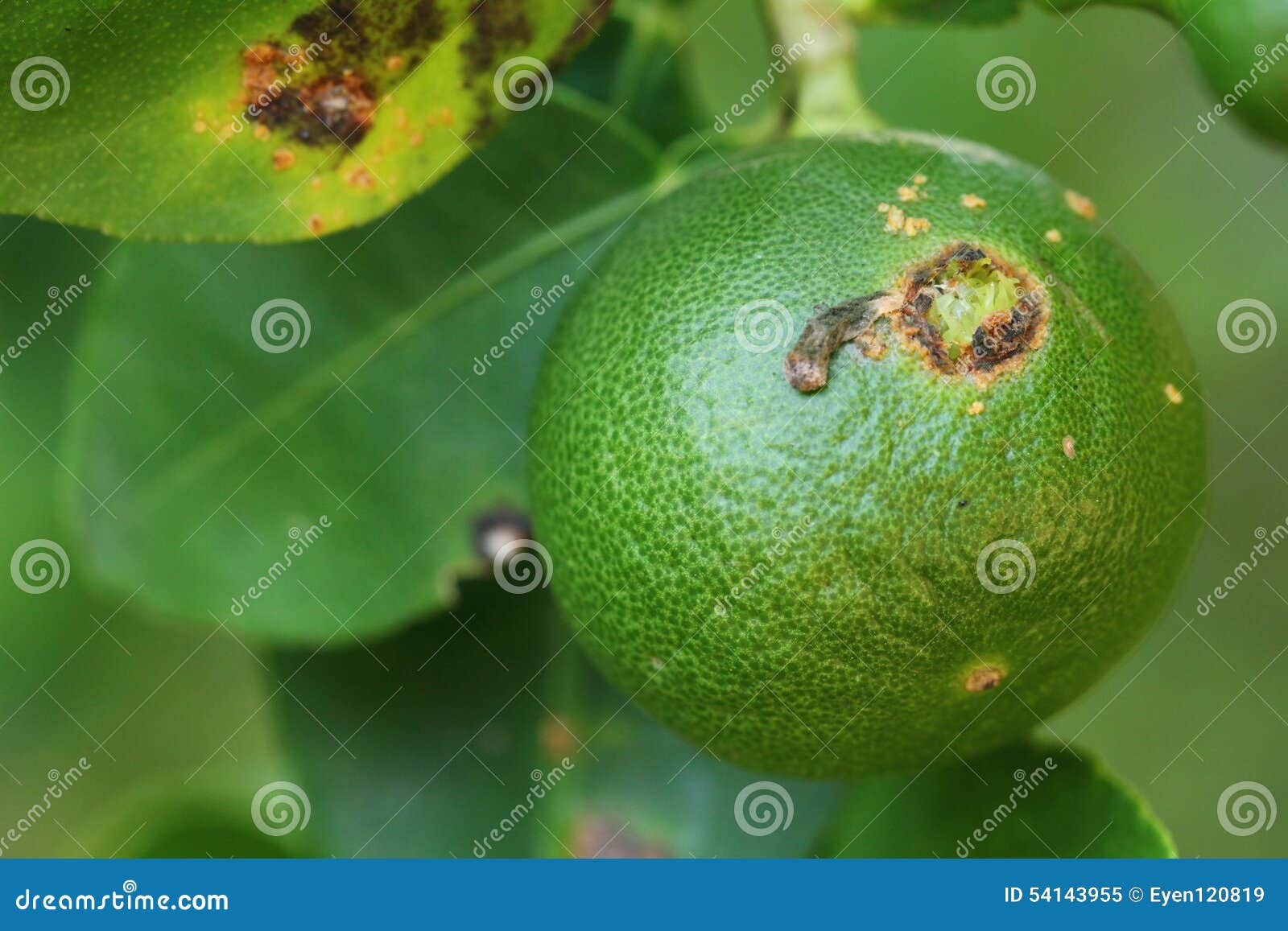 Plant Diseases, Citrus Canker Stock Image Image of fruit, pathology