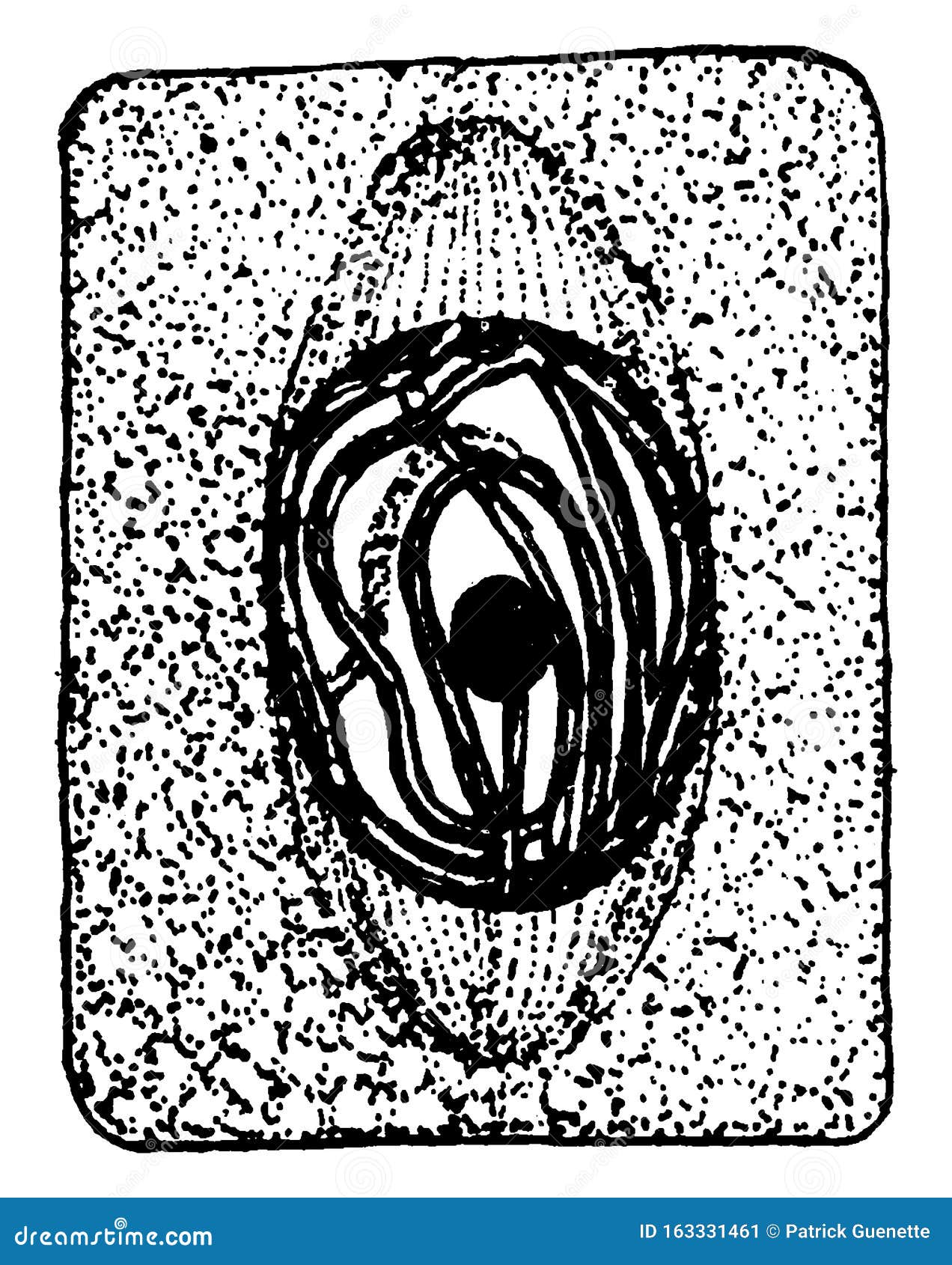plant cell division 3 vintage 