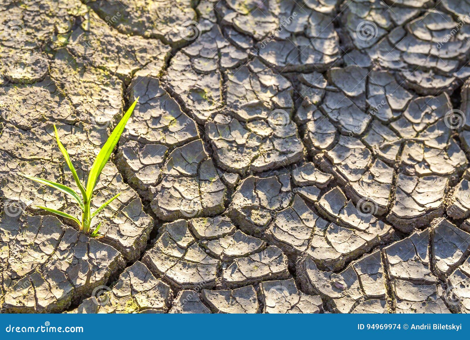 Plant in Dried Cracked Mud. Stock Photo Image of dirt, desert 94969974