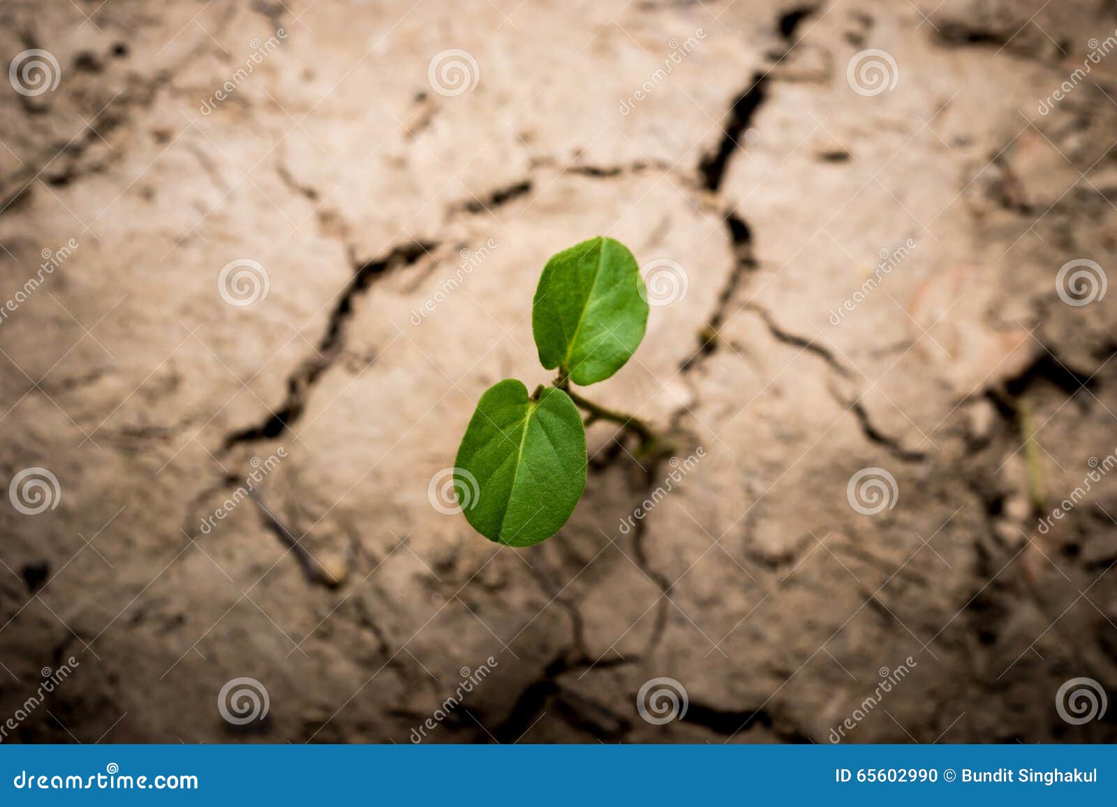 Plant in dried cracked mud stock photo. Image of heat 65602990