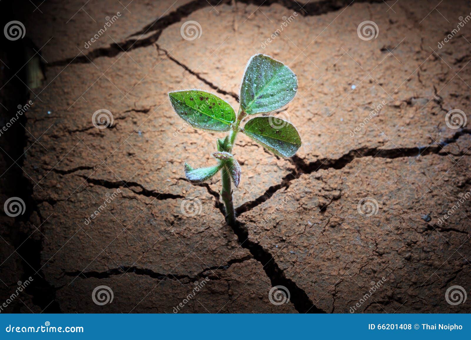 Plant in Dried Cracked Mud. Stock Photo Image of empty, environmental
