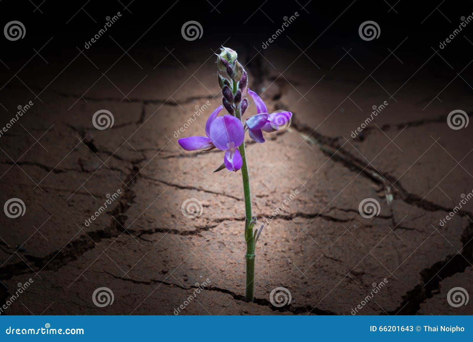 plant in dried cracked mud.