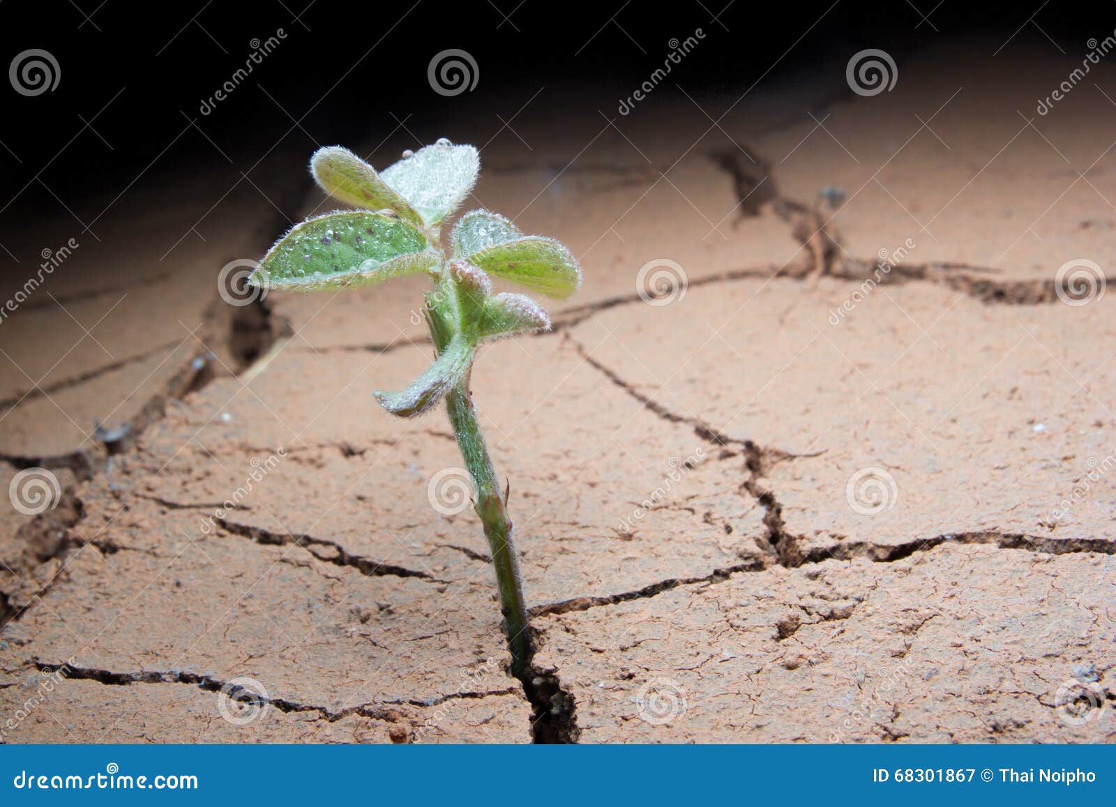 Plant in Dried Cracked Mud. Stock Image Image of disaster, barren