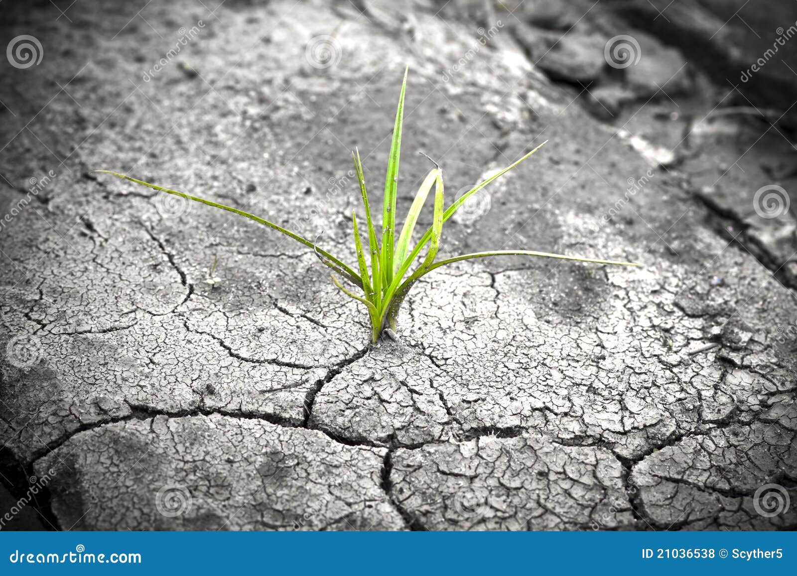 Plant in Dried Cracked Mud. New Life. Stock Photo Image of heat