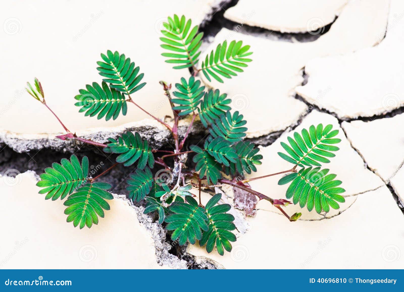 Plant in dried mud stock photo. Image of damage, ground 40696810