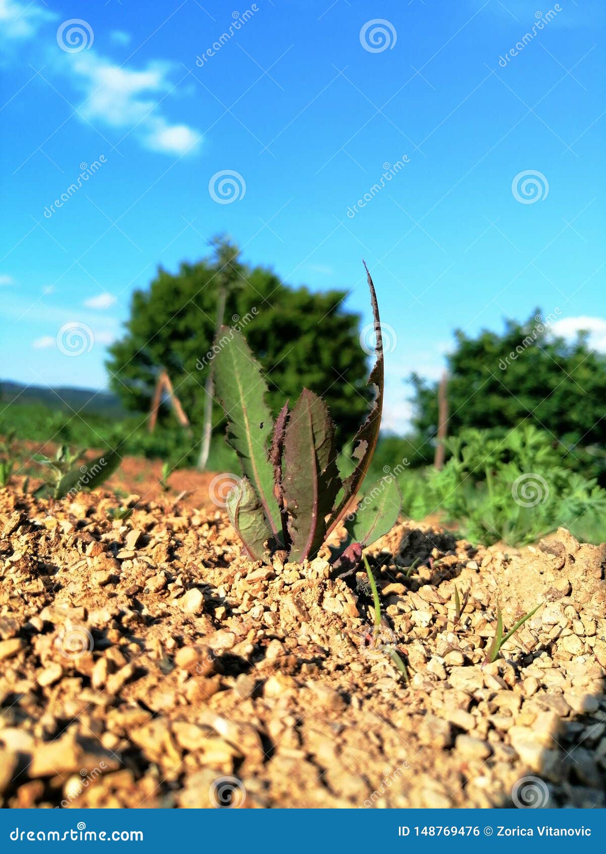 Plant in dry soil stock photo. Image of green, soil 148769476