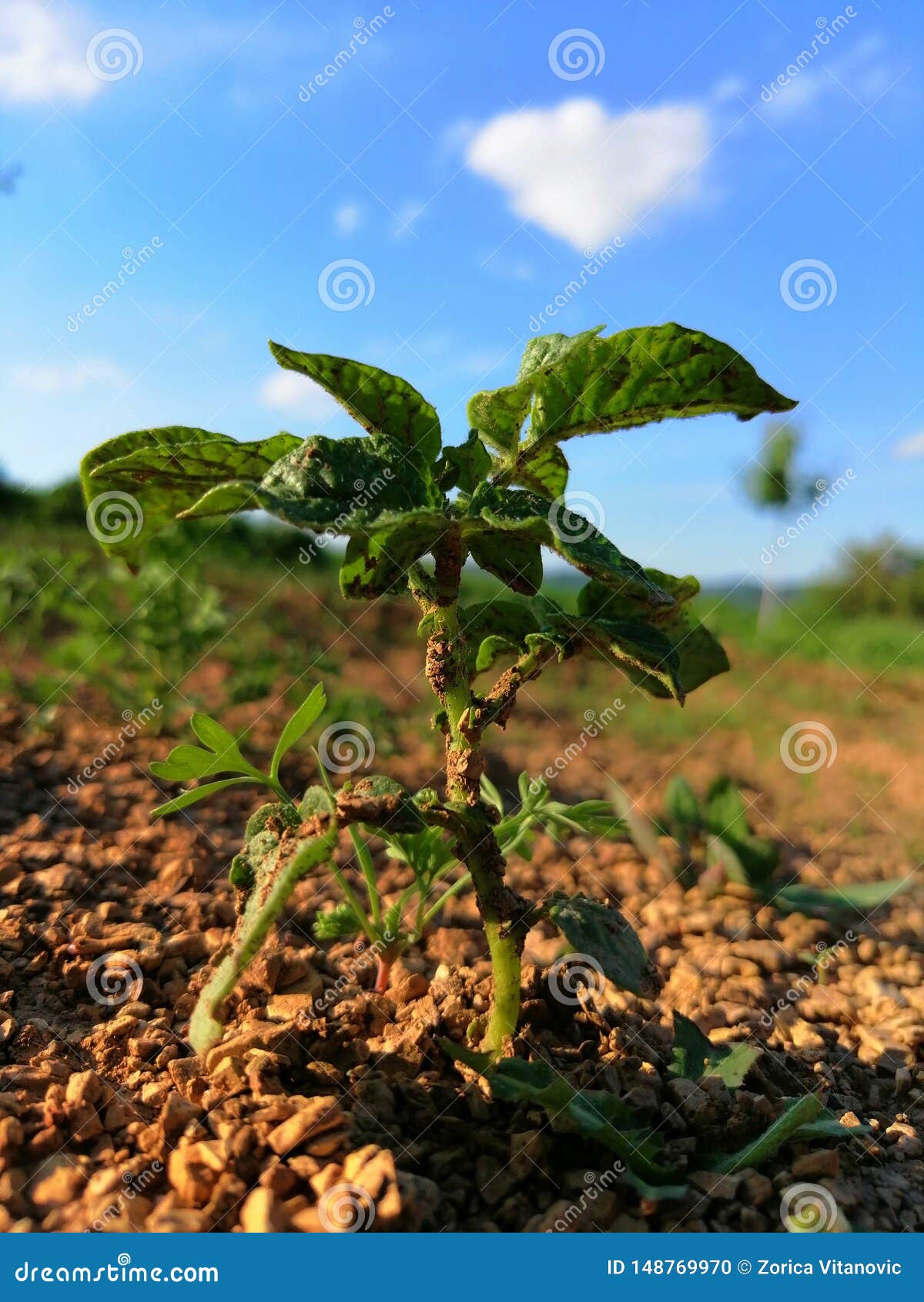 Plant in dry soil stock photo. Image of blue, soil, plant 148769970
