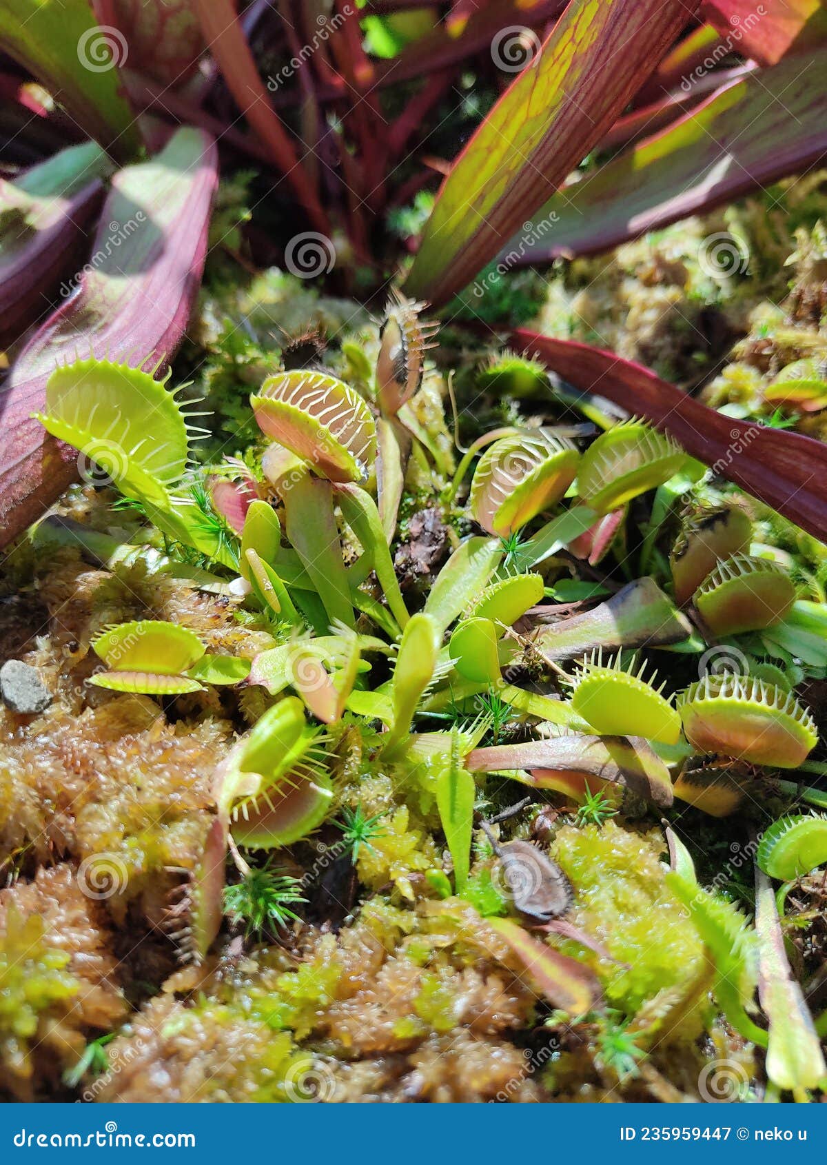 Plant that eats flies stock image. Image of shrub, jungle 235959447
