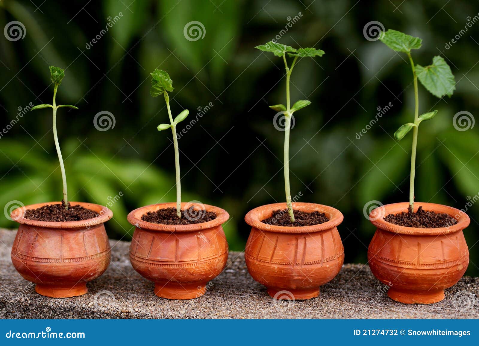 Plant Evolution New Life Stock Photography Image 21274732