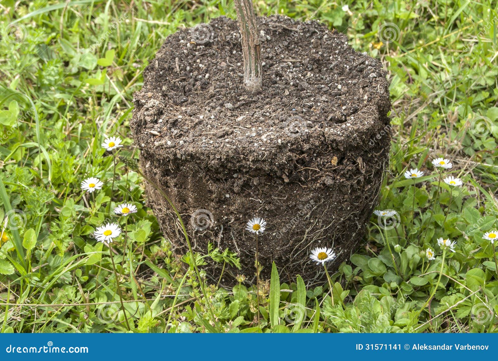 Plant with Exposed Roots and Soil Stock Image Image of dirt, nature 31571141