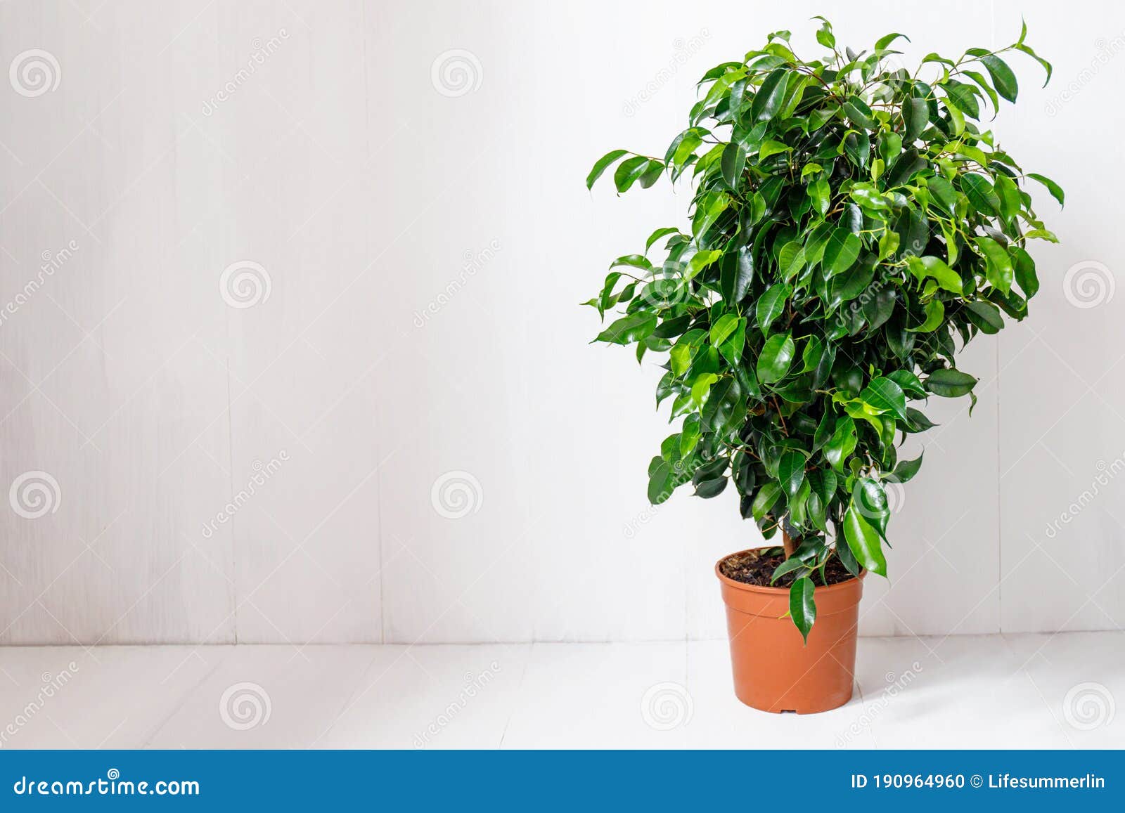 plant ficus benjamina in a dark brown pot. weeping fig, benjamin fig, ficus tree. nature concept. home gardening