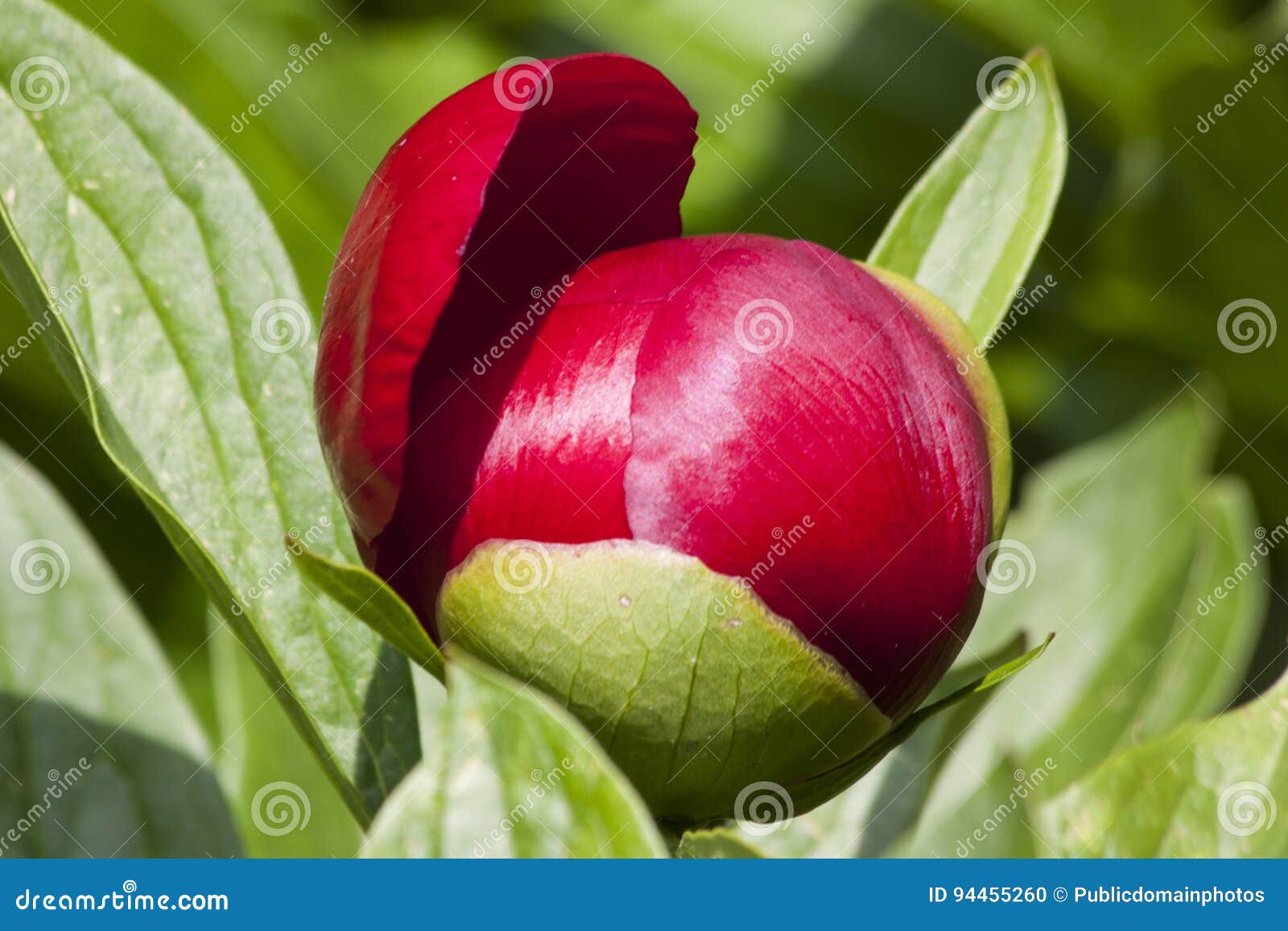 Plant, Flower, Bud, Close Up Picture. Image 94455260
