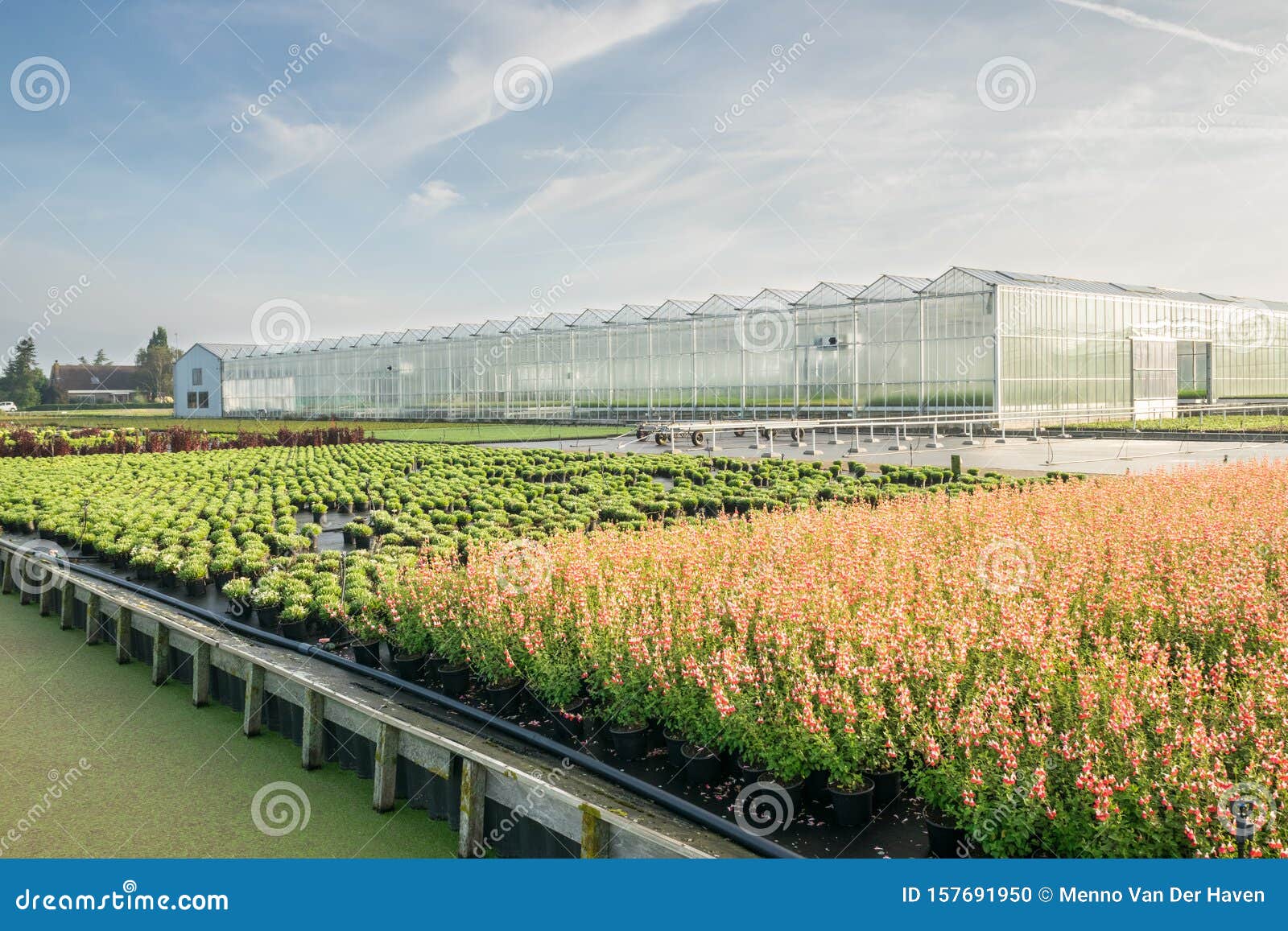 Læsbarhed høj Sig til side Plant and Flower Nursery in Boskoop, Holland Stock Photo - Image of care,  famous: 157691950