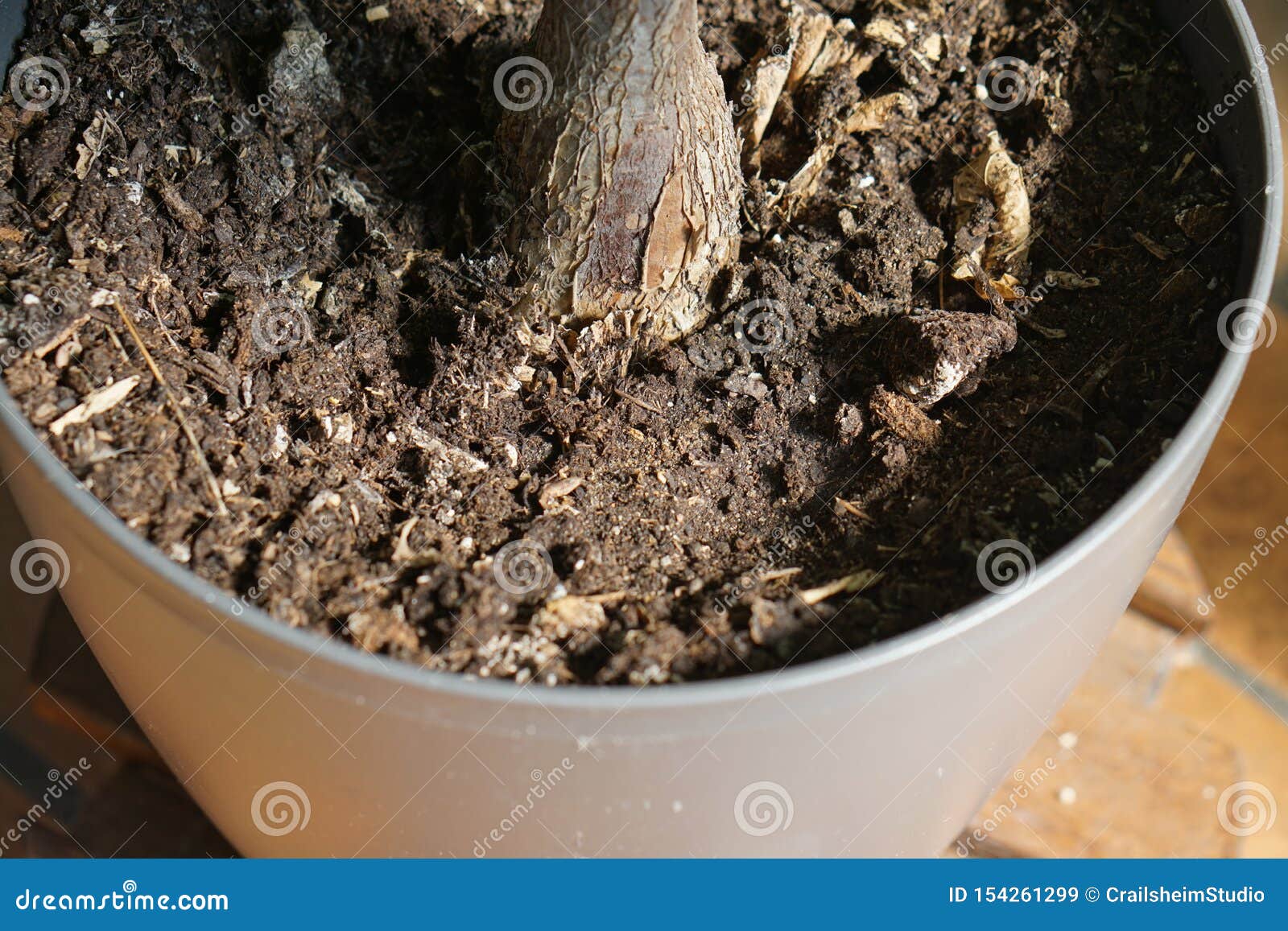 Plant Flower Pot with Soil Outdoor Stock Image Image of outdoor
