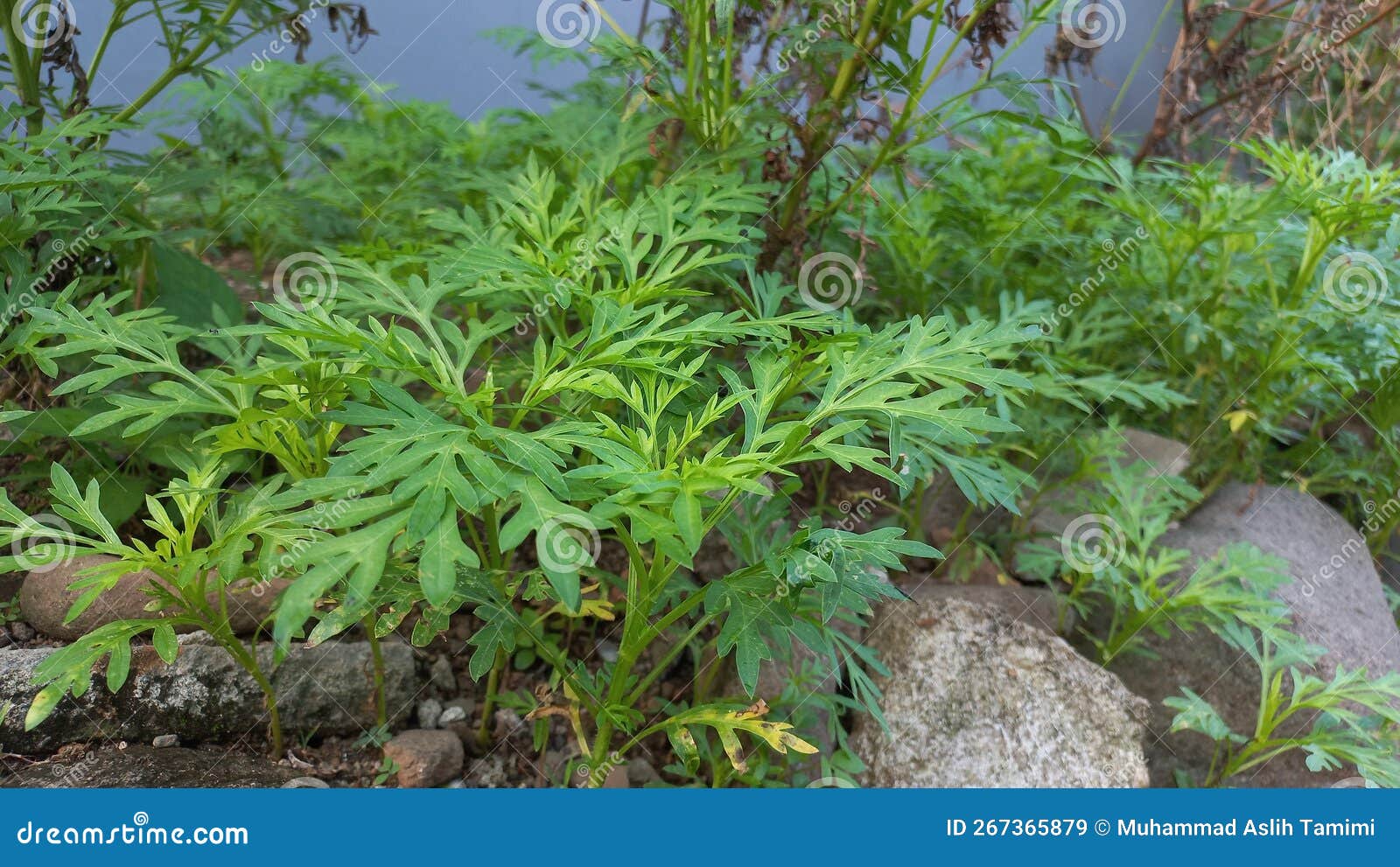 The Plant before Flowering and Blooming Stock Image Image of blooming