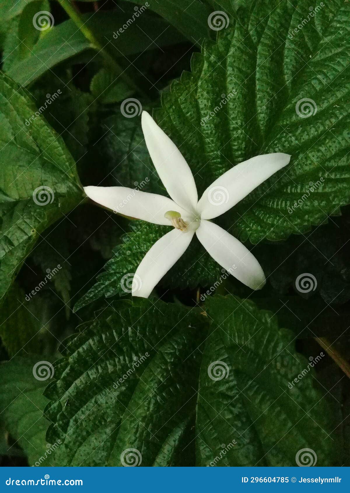 The Plant Flowers are Very Beautiful and Nice Stock Image Image of