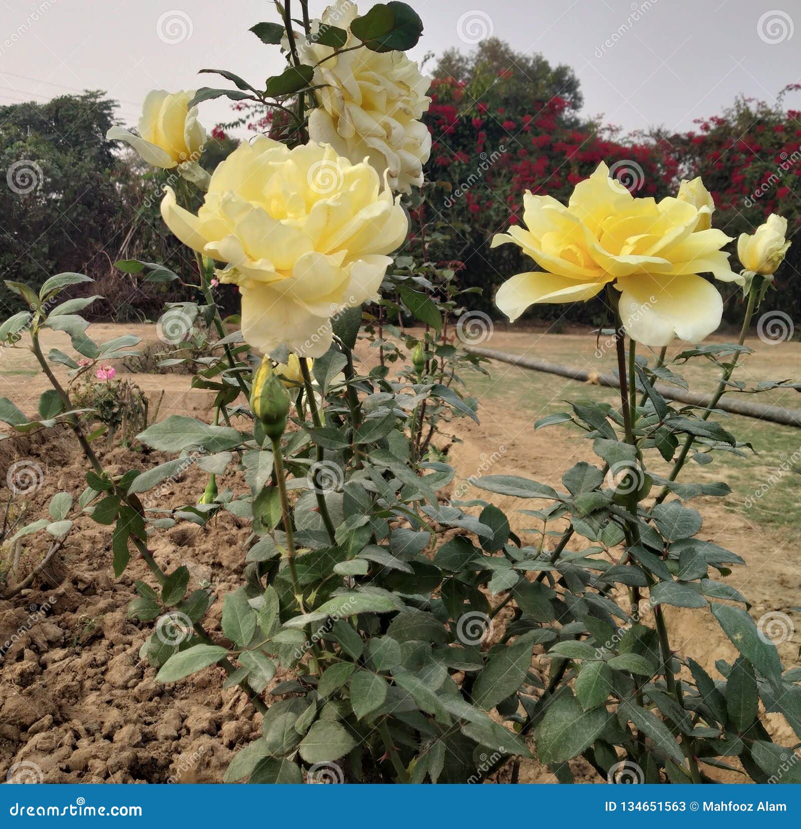 Plant stock image. Image of rose, yellow, fresh, plant 134651563